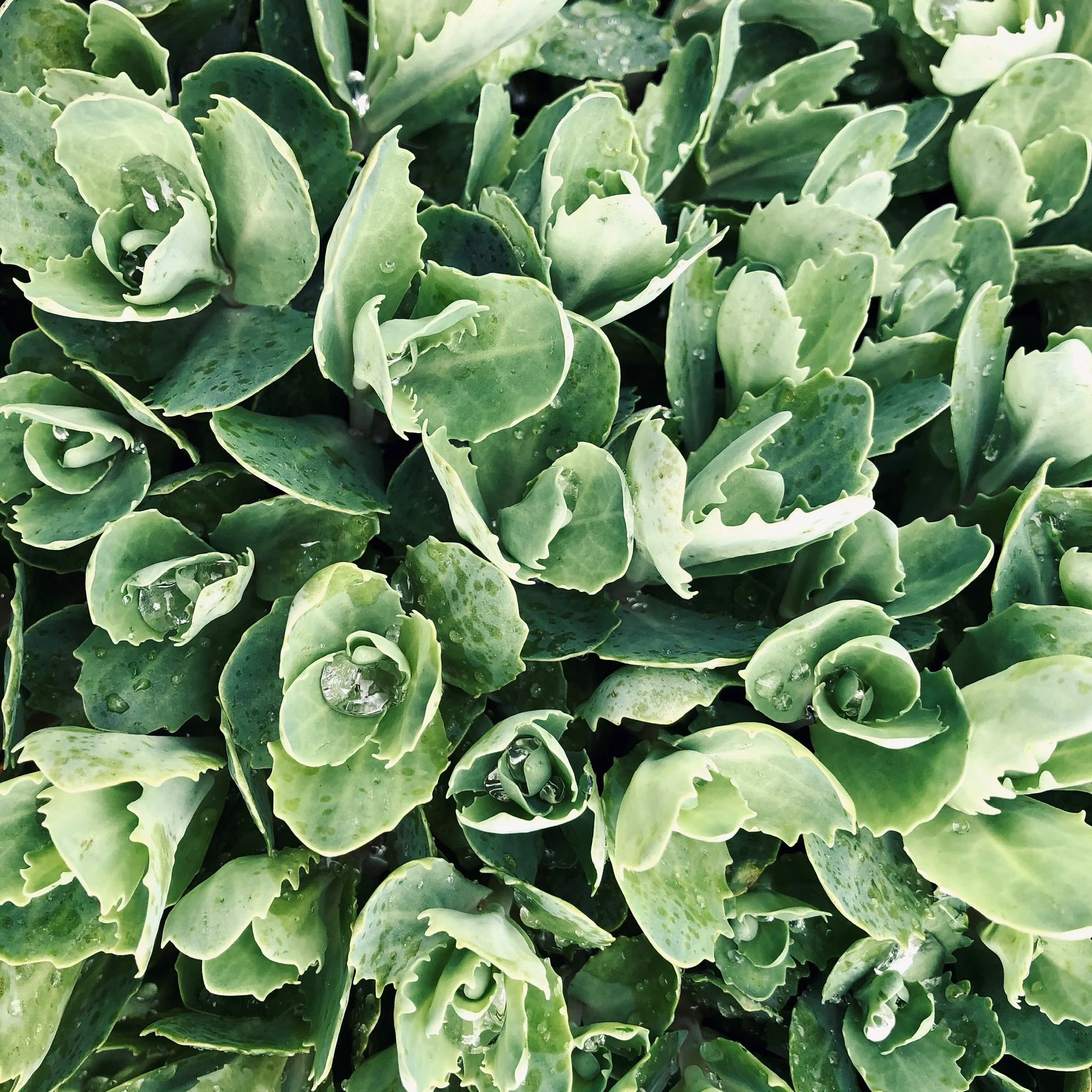 Close-up of variegated green succulent leaves with water droplets.