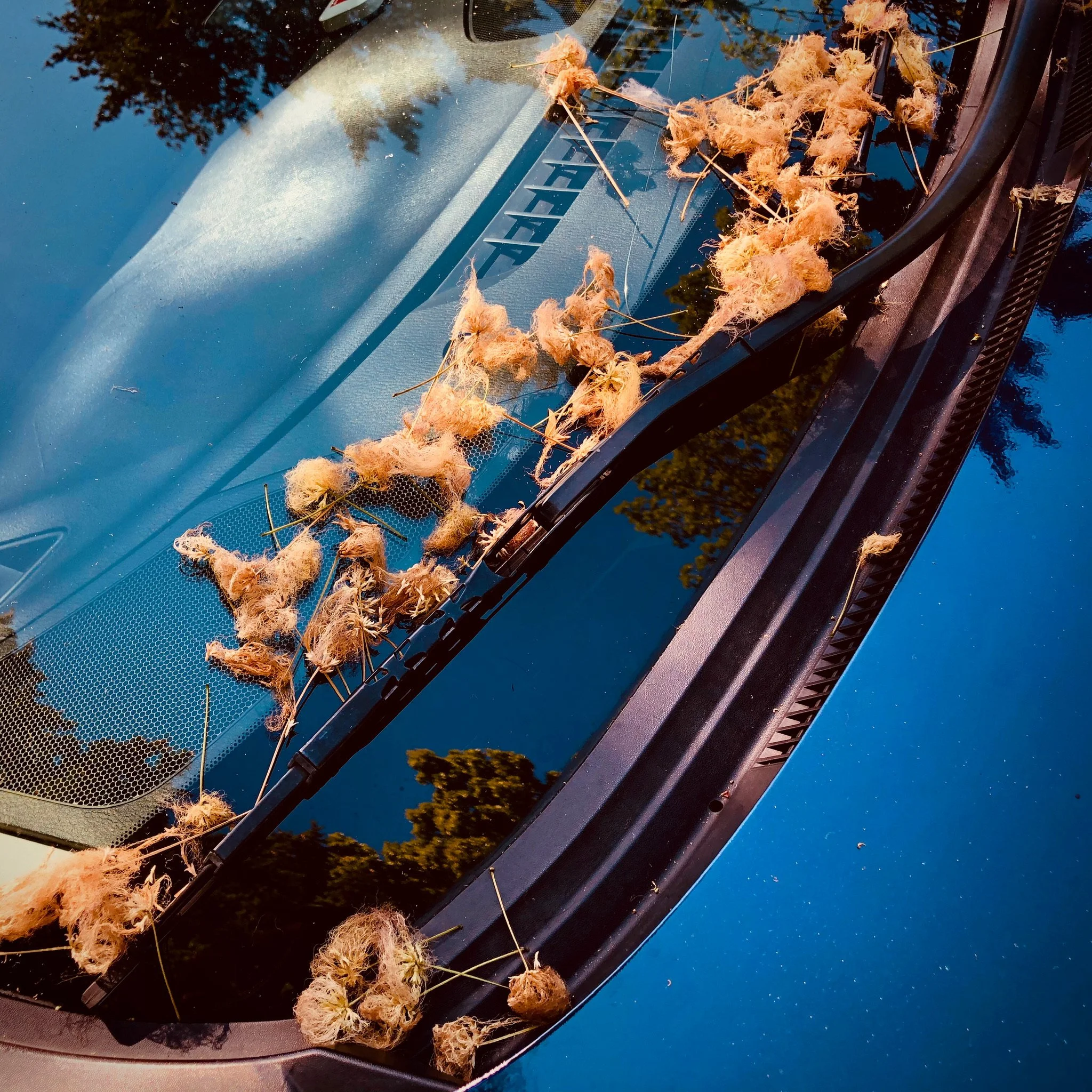 A car windshield with dried flower remnants and thorns scattered on the windshield wiper area, reflecting trees and blue sky.