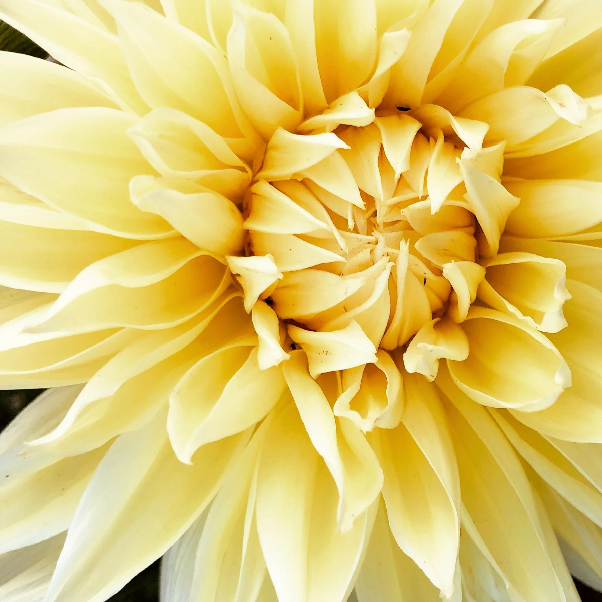 Close-up of a large yellow dahlia flower with petals radiating outward.