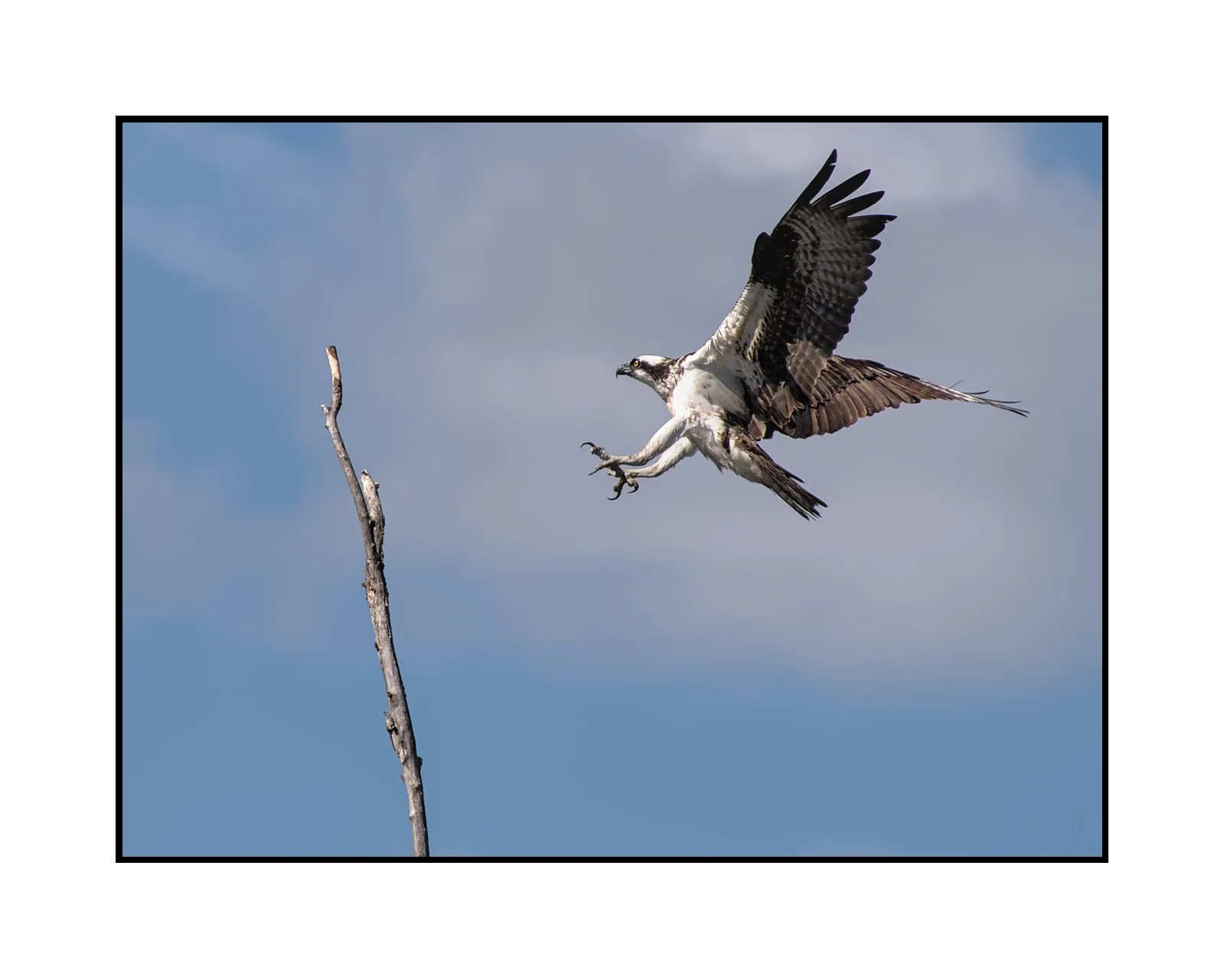 An osprey in flight approaching a tree branch against a blue sky with clouds.