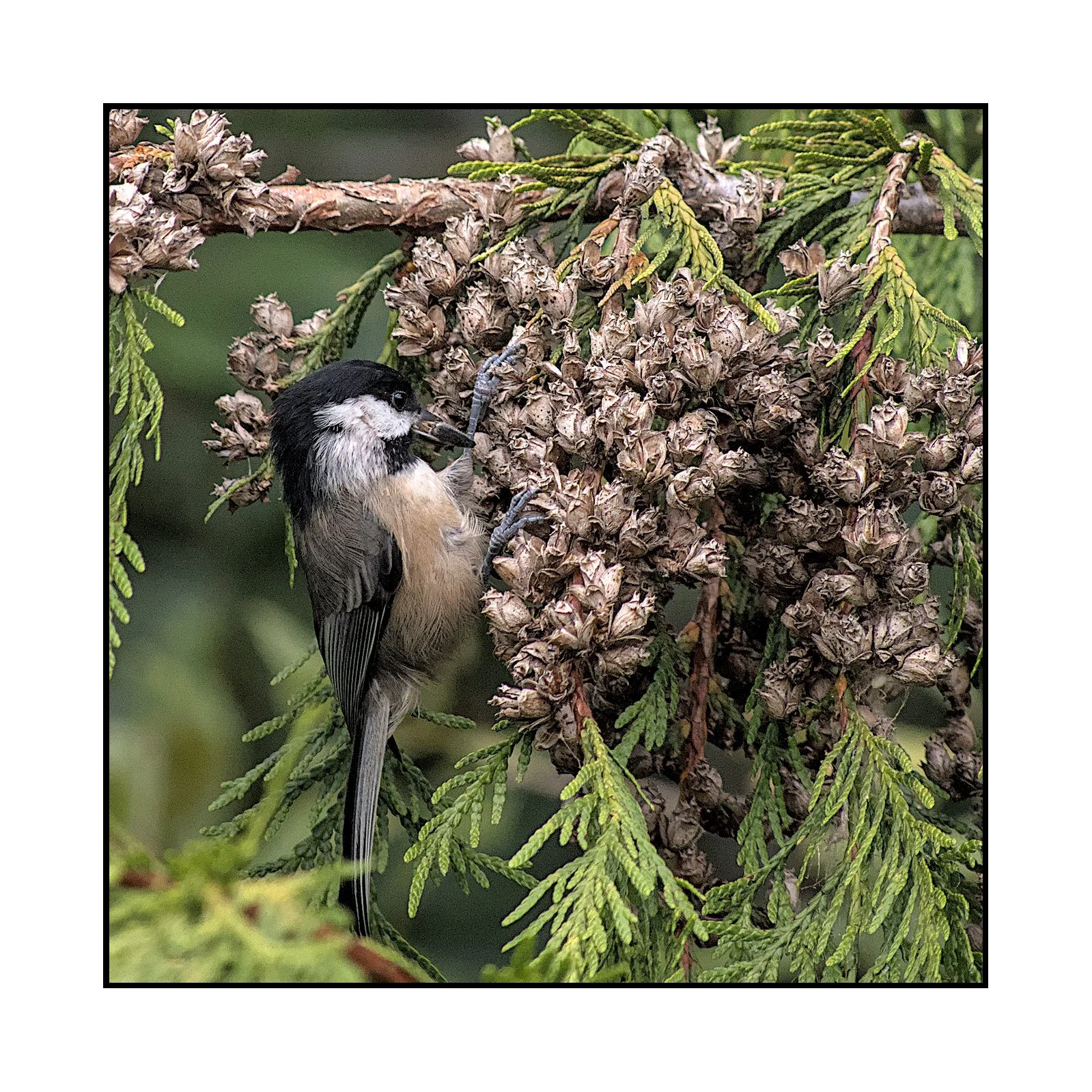 Red-breasted nuthatch, Jackson Bottom Wetlands, August 2025.