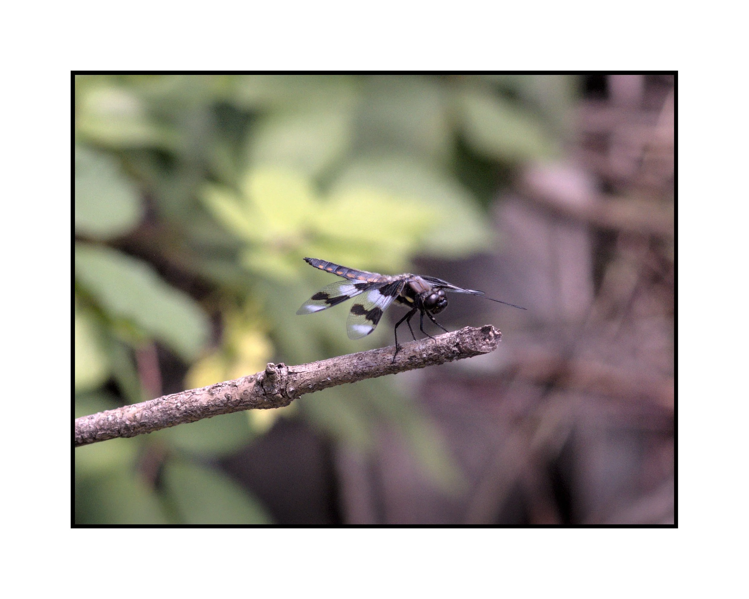 Black and white dragonfly, Commonwealth Lake Park, July 2025.