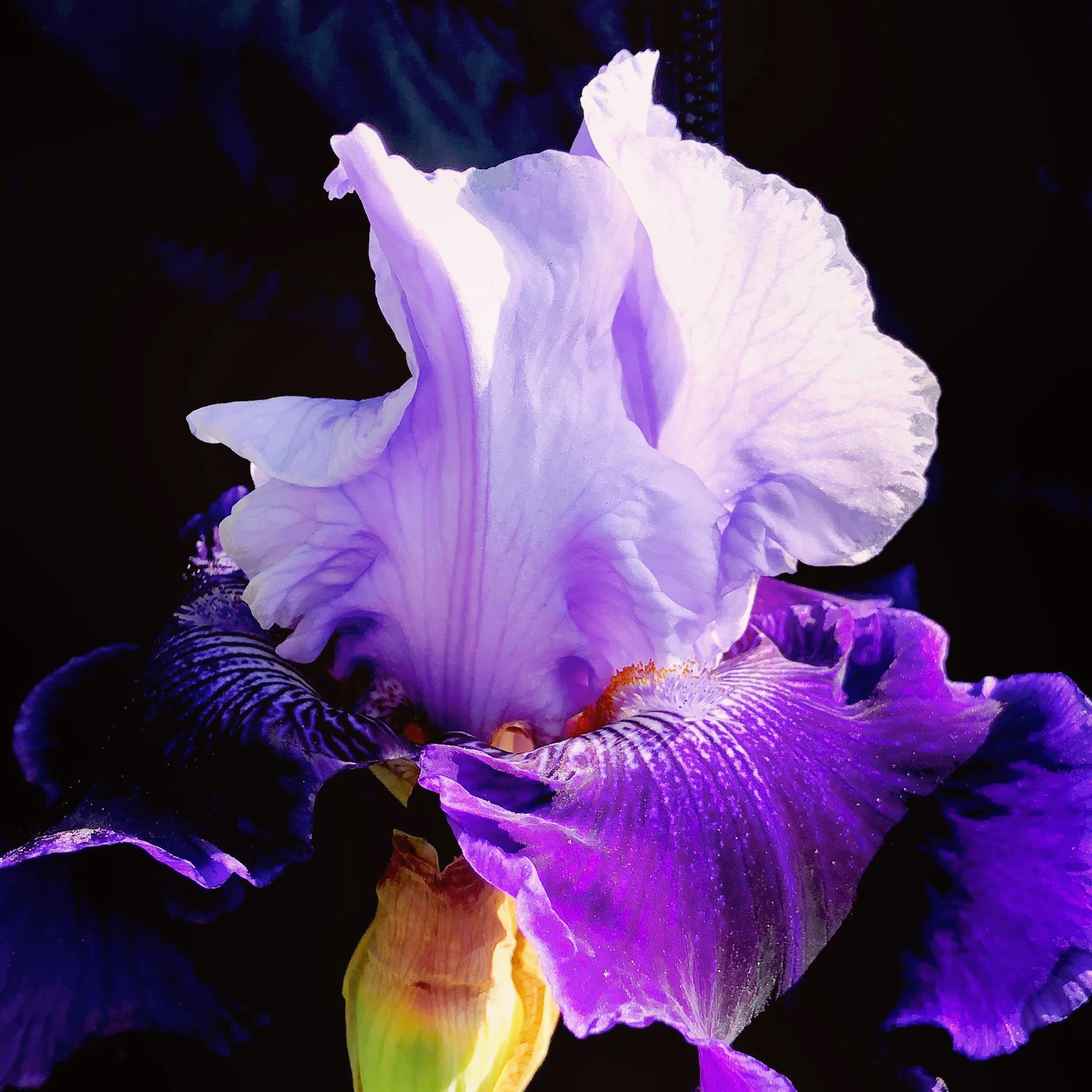 Close-up of a purple and white iris flower with ruffled petals against a dark background.