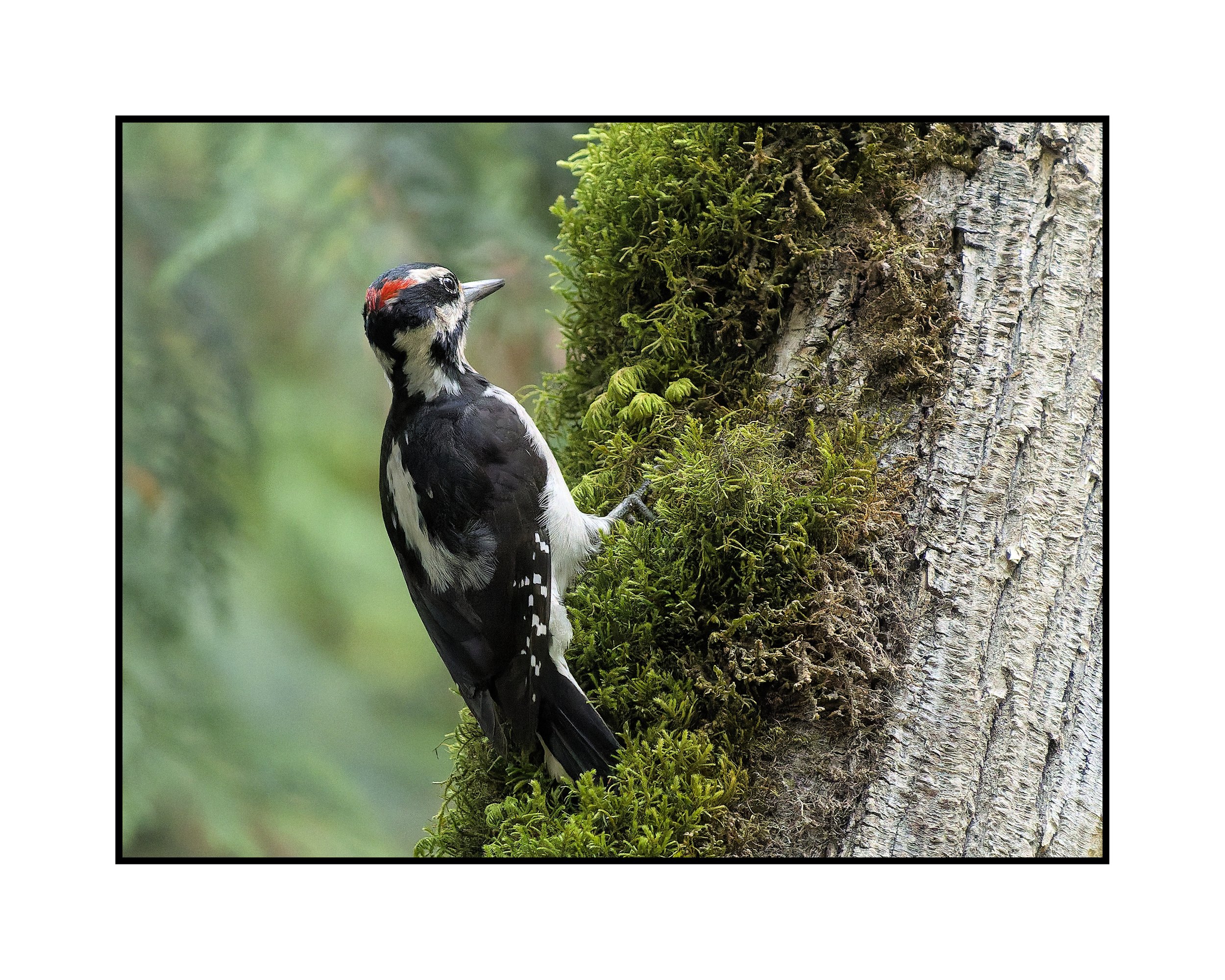 Hairy woodpecker, Tualatin River National Wildlife Refuge, October 2025. 