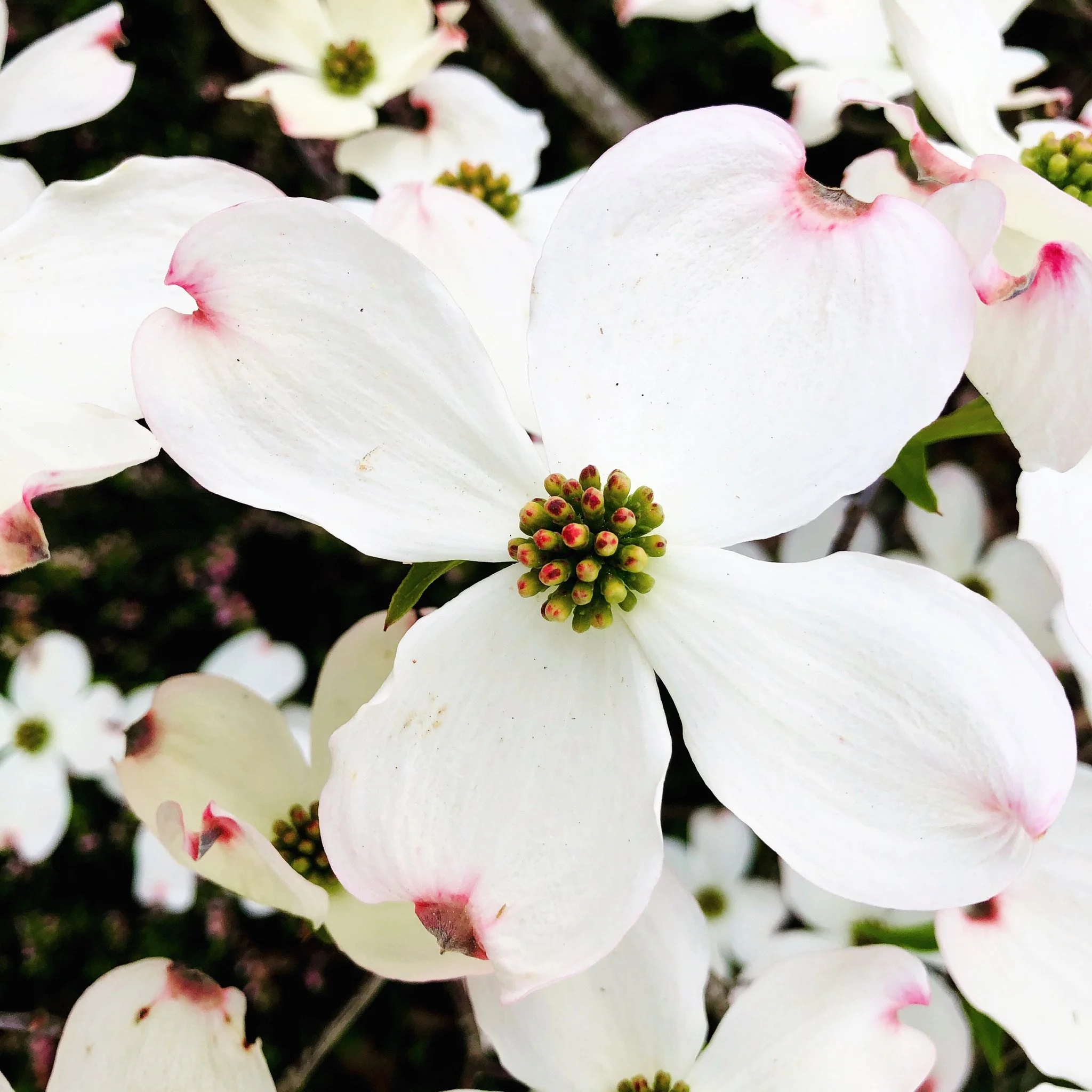 Close-up of white dogwood flower with pink-tipped petals and green, red-tinted central cluster of flower buds.