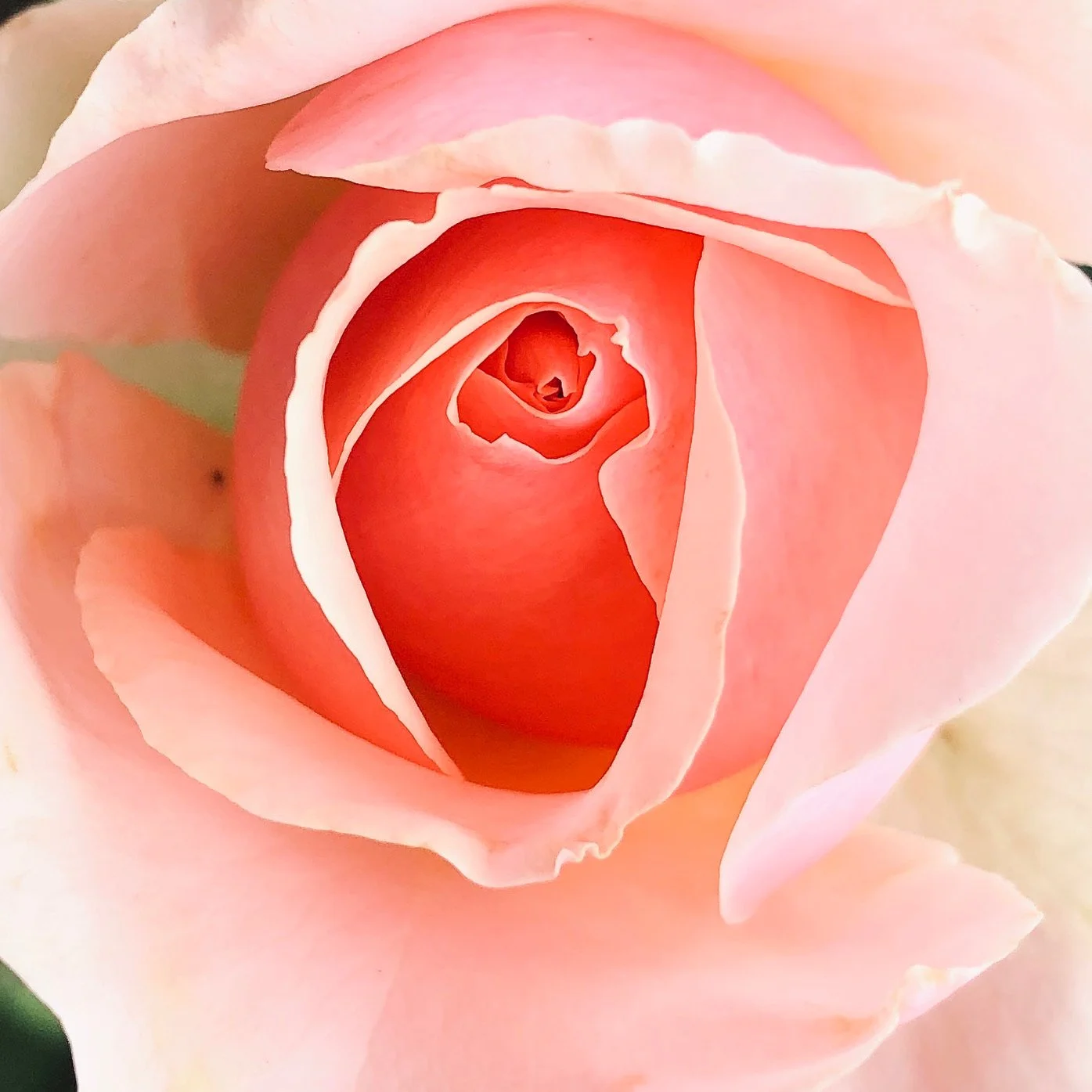 Close-up of a pink and peach-colored rose in full bloom showing its soft, layered petals.