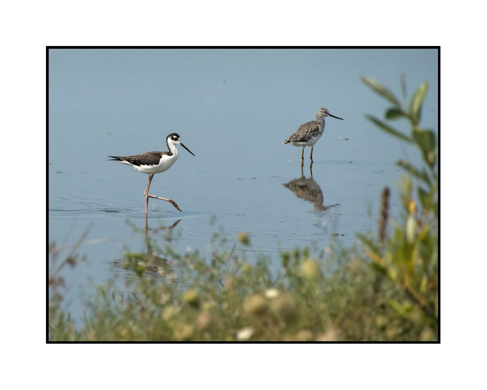 Two shorebirds standing in shallow water near plants, with reflections visible in the water.