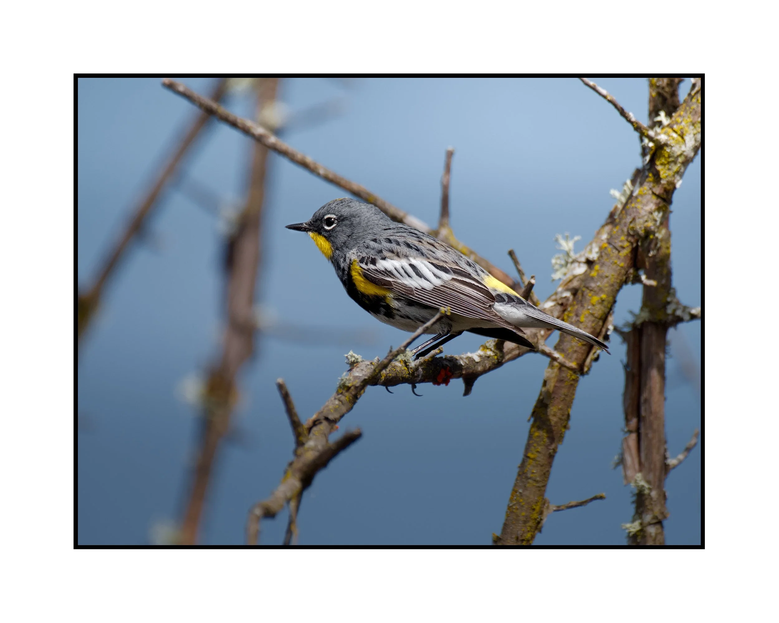 Audubon's Yellow-rumped Warbler, Commonwealth Lake Park, March 2026
