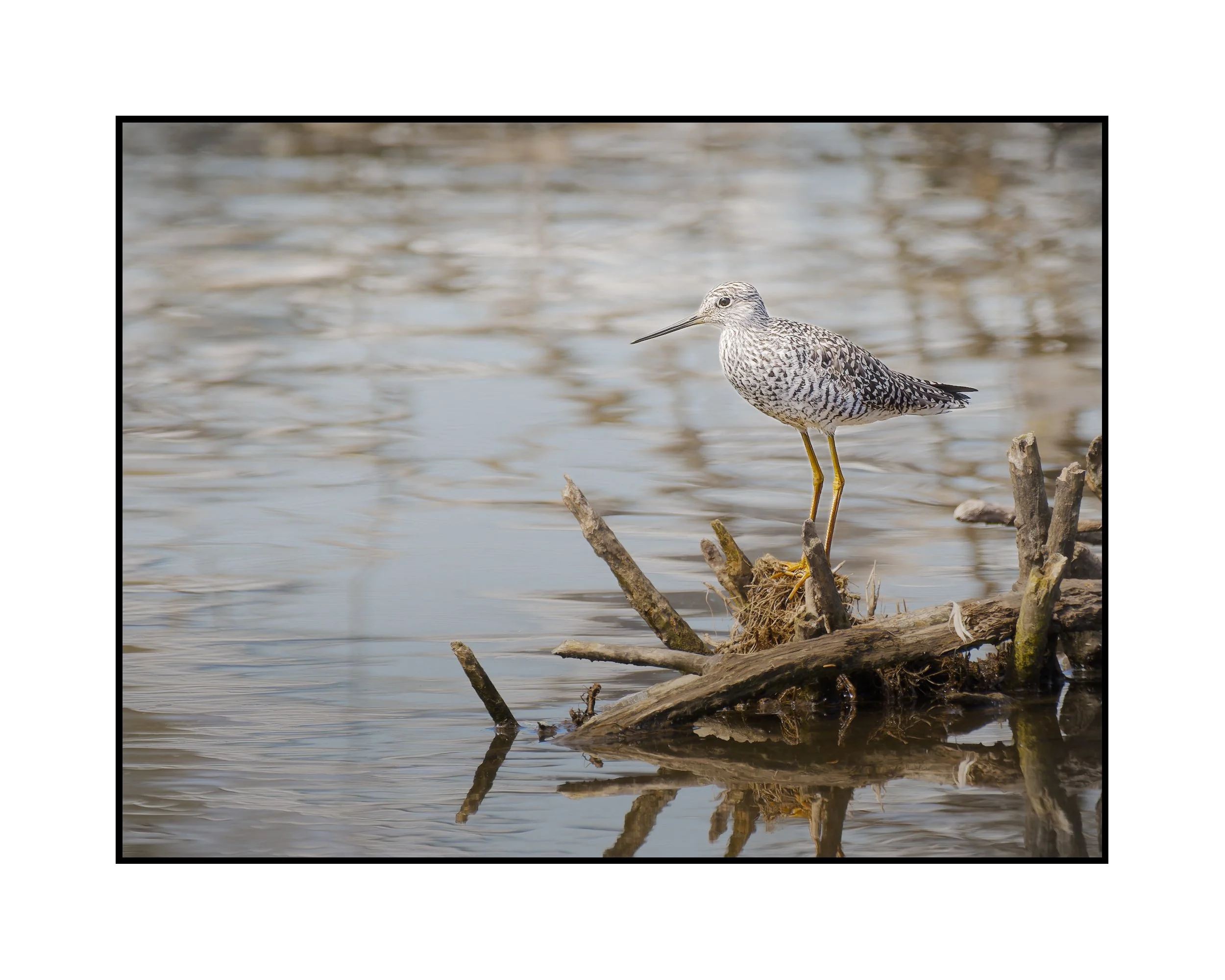 Greater yellowlegs, Commonwealth Lake Park, April 2026.