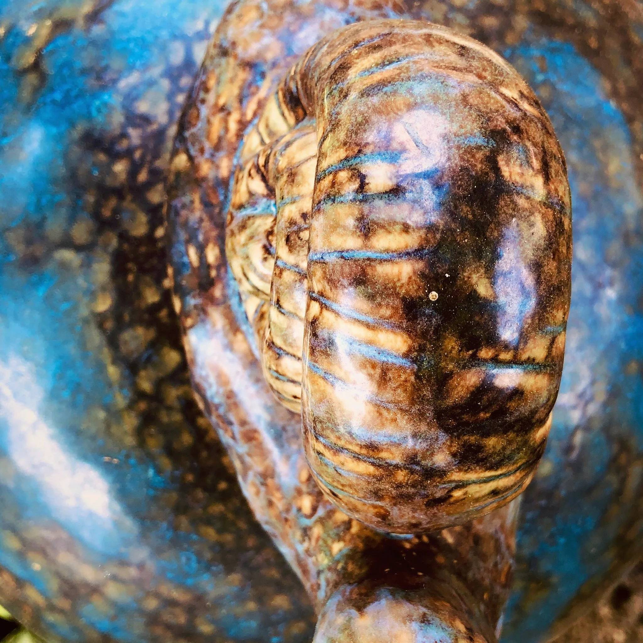 Close-up of a fossilized seashell embedded in rock with iridescent blue and brown hues.