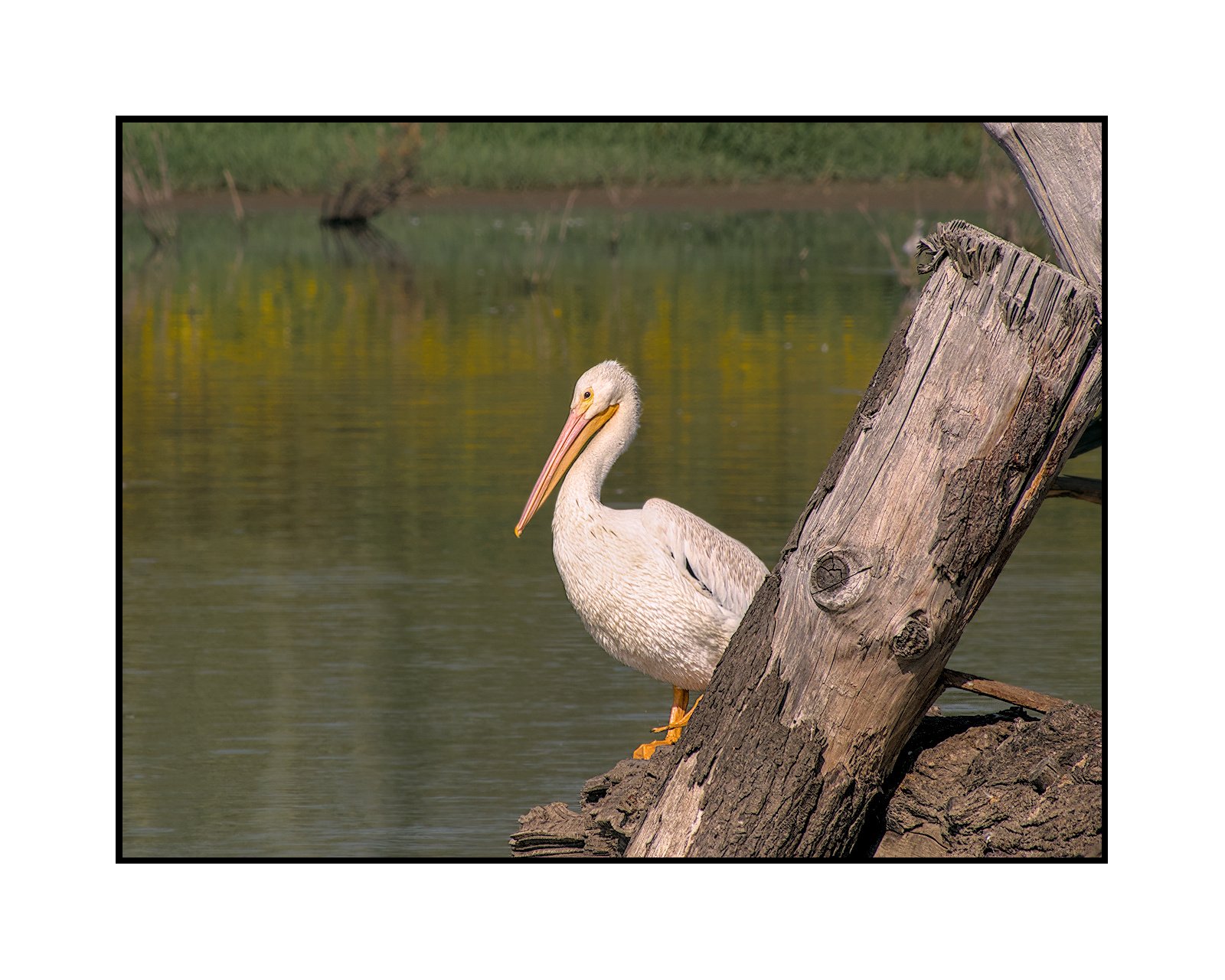 White pelican, Tualatin River National Wildlife Refuge, September 2025. 