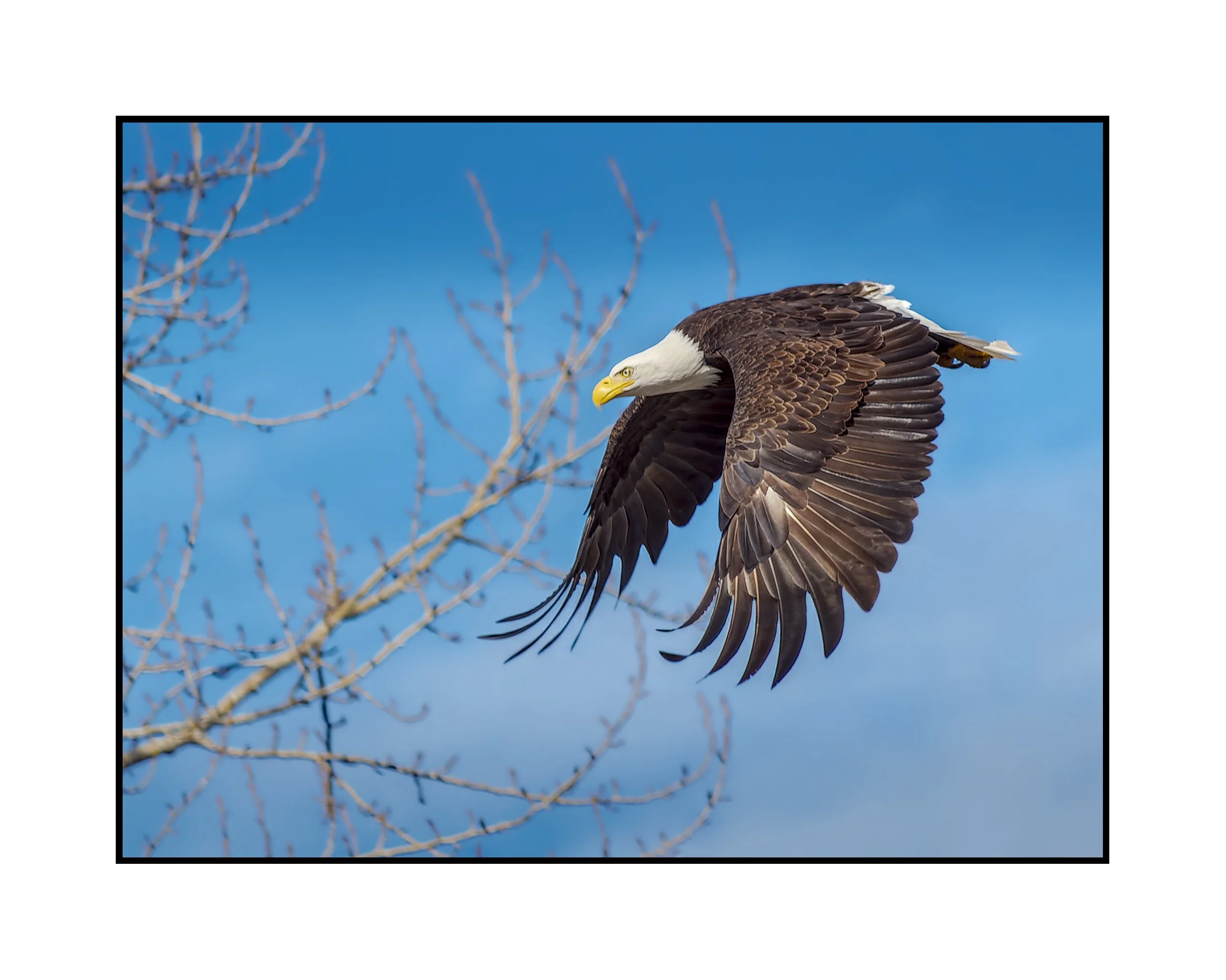 Mature bald eagle in flight, Commonwealth Lake Park, January 2025.