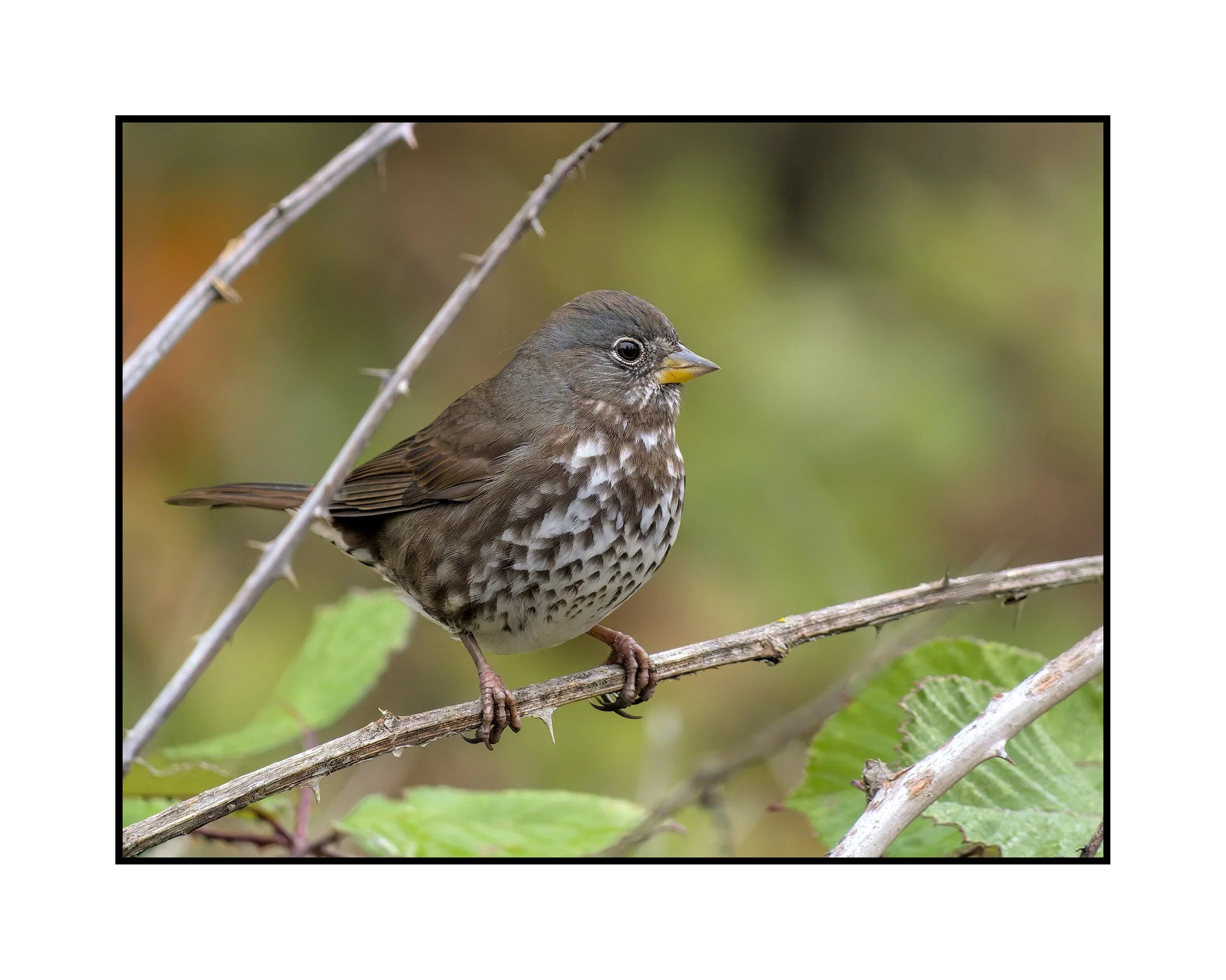 Fox sparrow, Tualatin River National Wildlife Refuge, October 2025. 