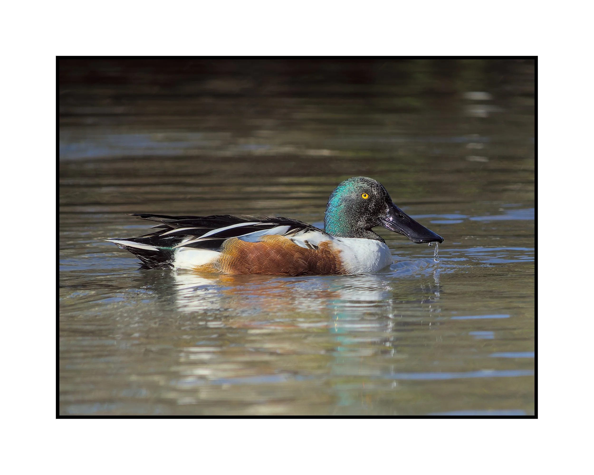 Male northern shoveler, Commonwealth Lake Park, November 2025.