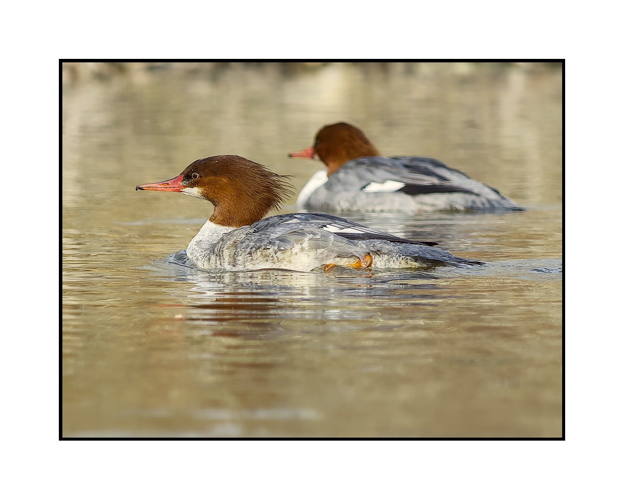 A pair of female common mergansers, Commonwealth Lake Park, December 2025.