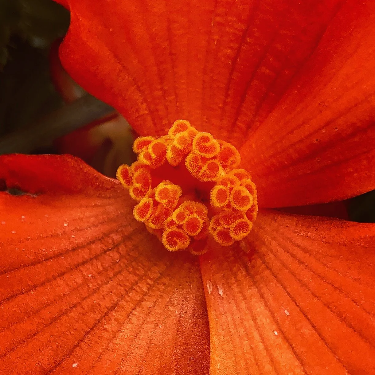 Close-up of an orange flower with large petals and a cluster of small, rounded, fuzzy yellow stamens in the center.