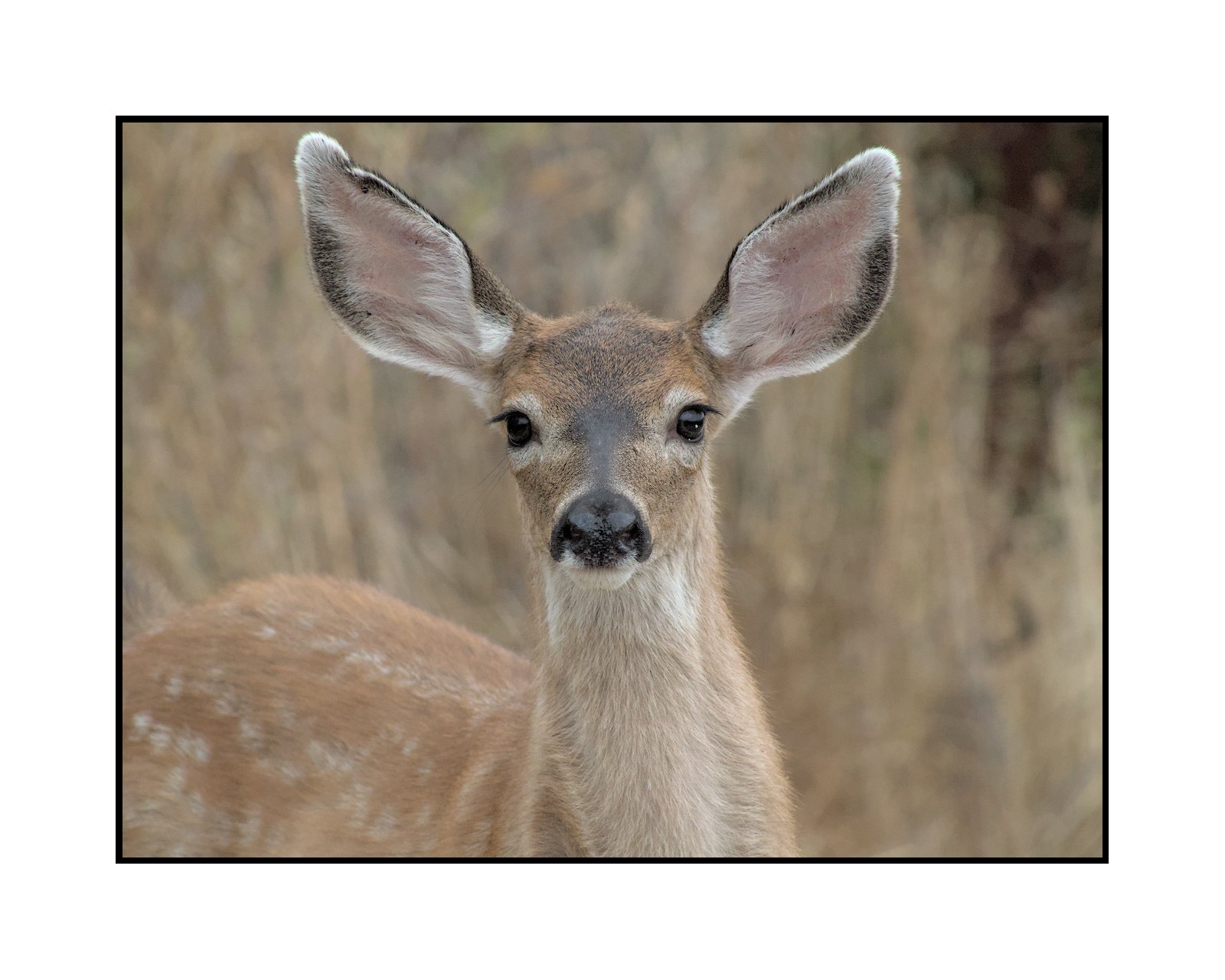 Close-up of a young deer with large ears and a brown coat, standing outdoors with a blurred natural background.