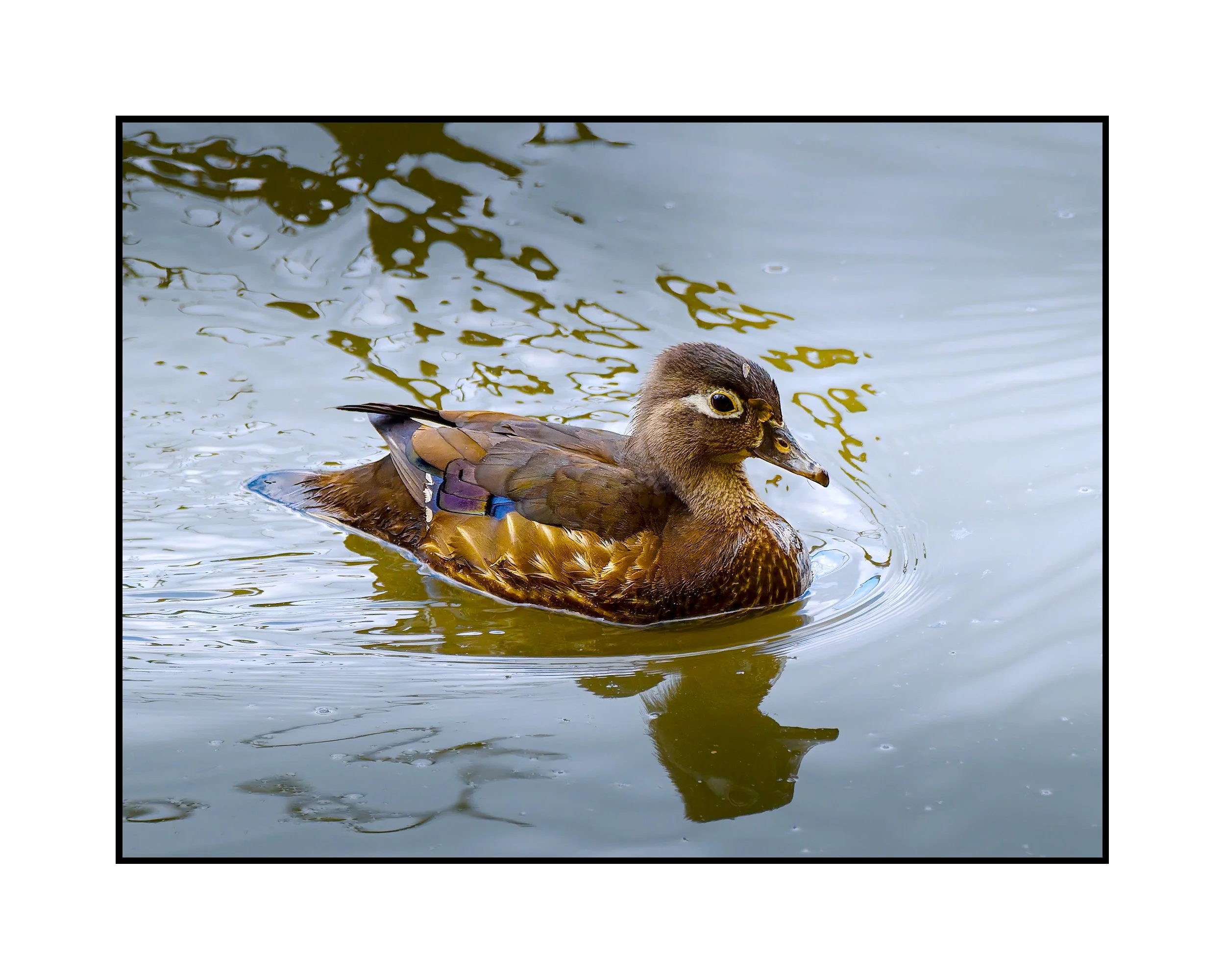 Wood duck (female), Oaks Bottom Wildlife Refuge, May 2026.