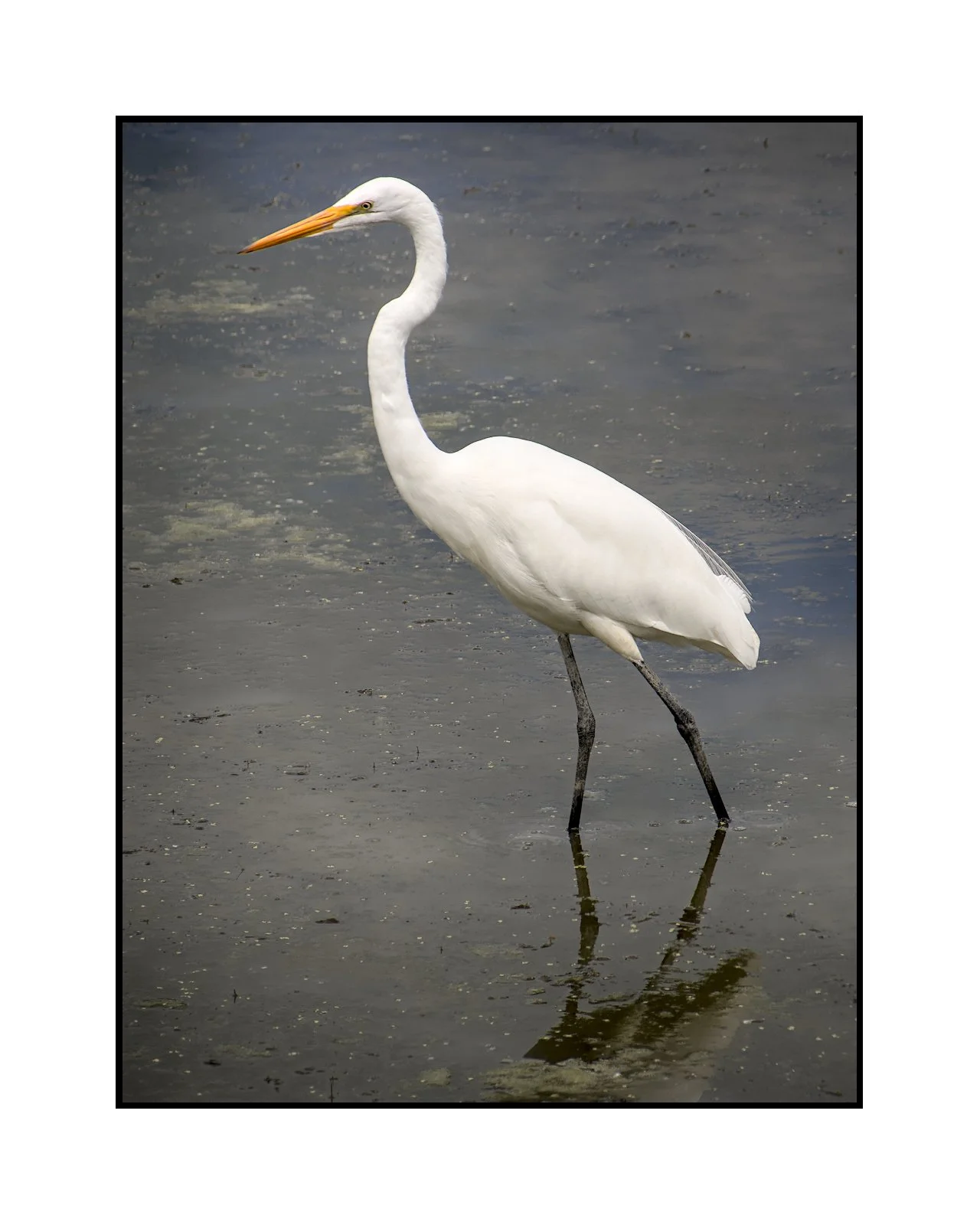 White egret, Beaverton, Oregon, July 2025.