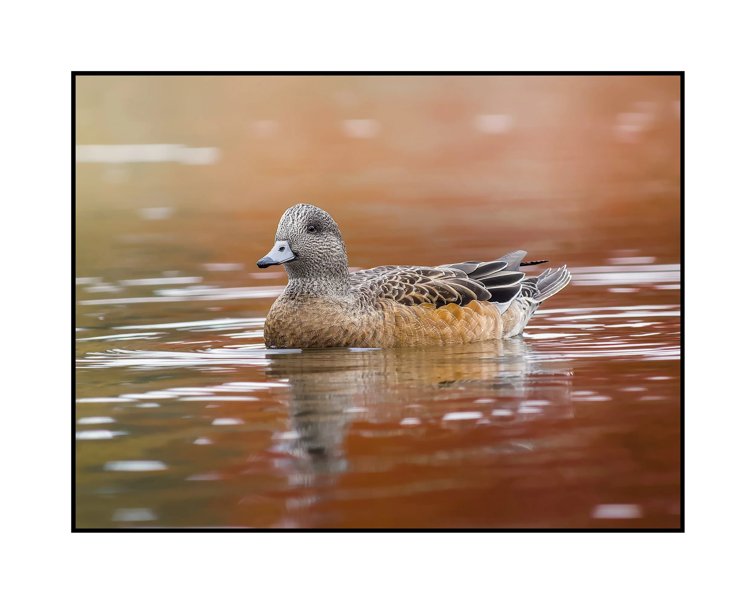Female American widgeon, Commonwealth Lake Park, November 2025.