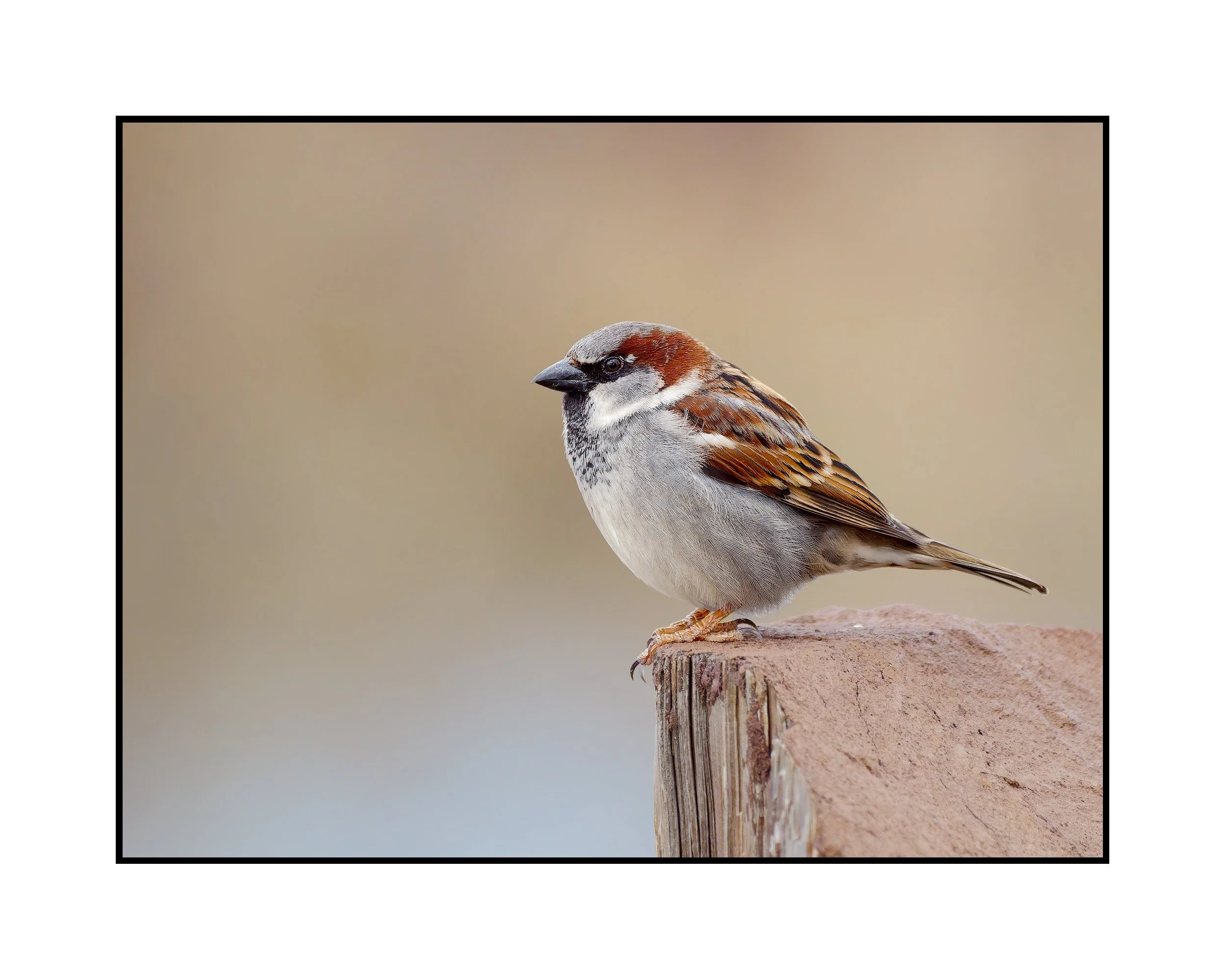 House Sparrow, Commonwealth Lake Park, March 2026