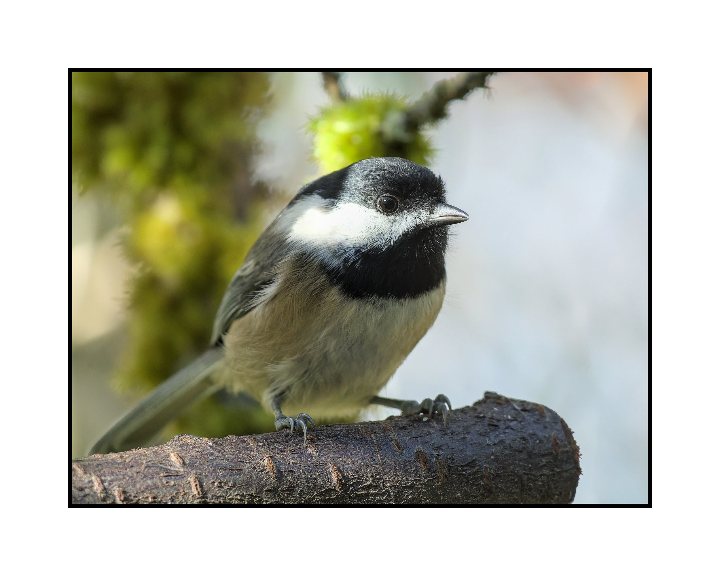 Black-capped chickadee, Beaverton, Oregon, November 2025.