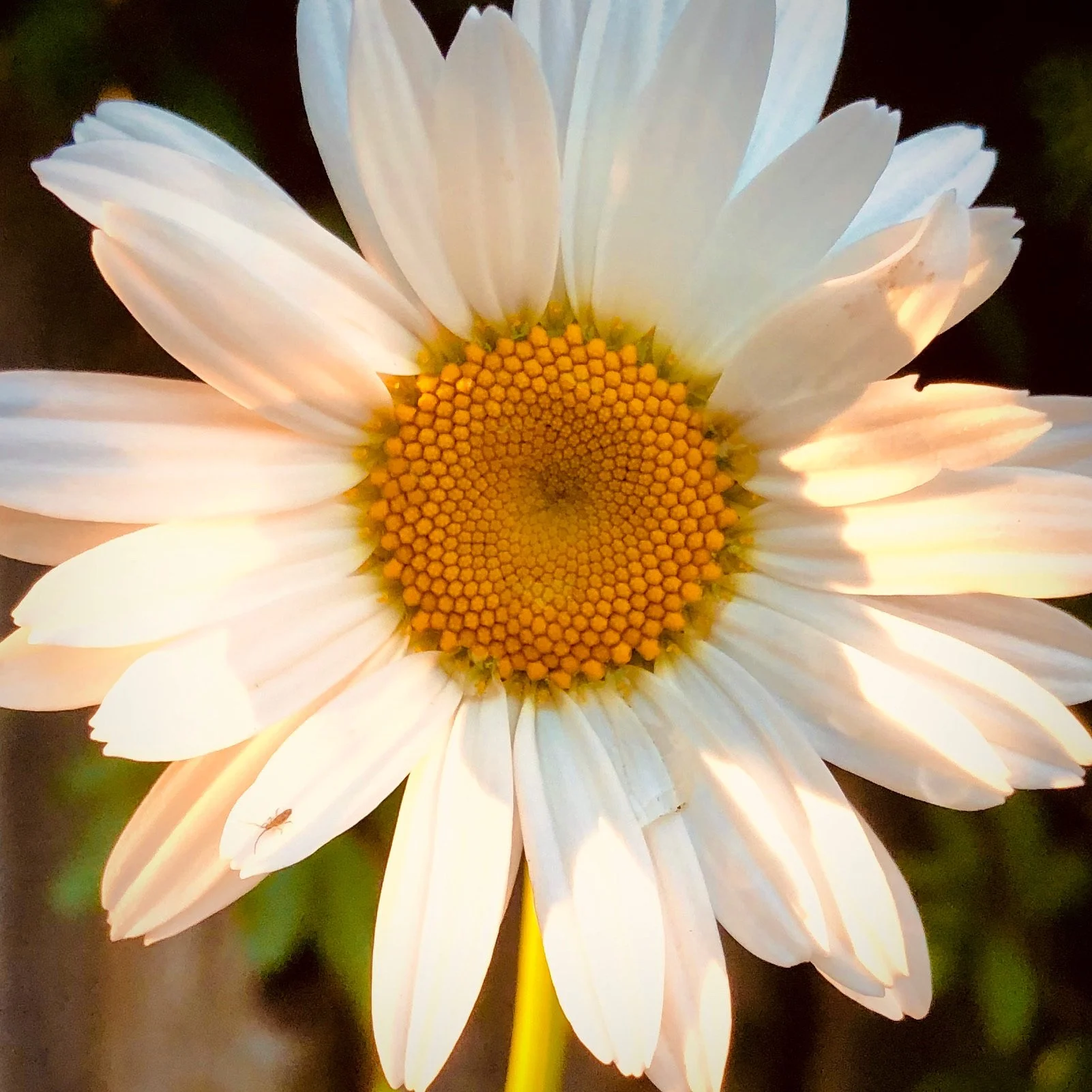 Close-up of a daisy flower with white petals and a yellow center, with a small insect on one petal.