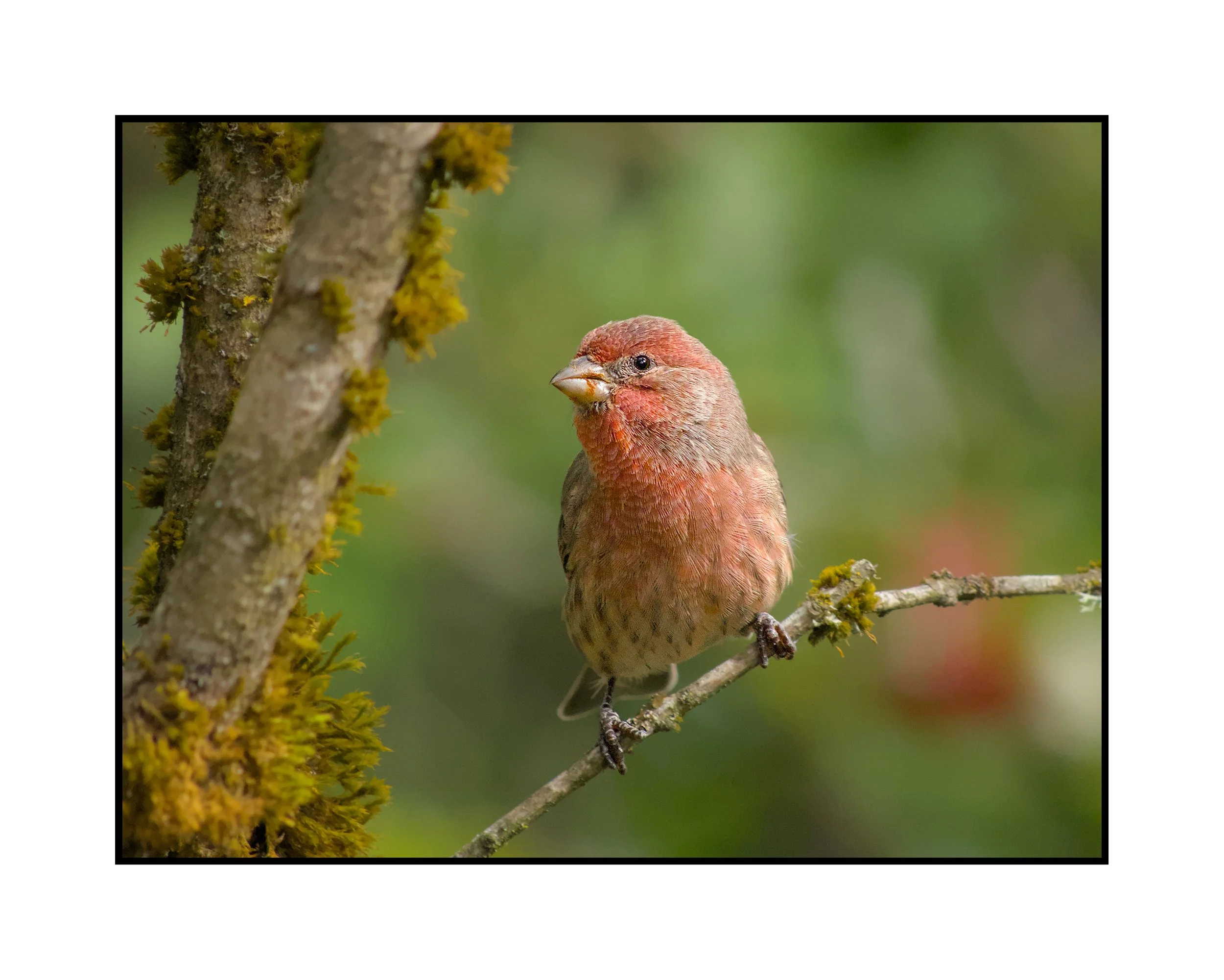 Male house finch, Beaverton, Oregon, October 2025.