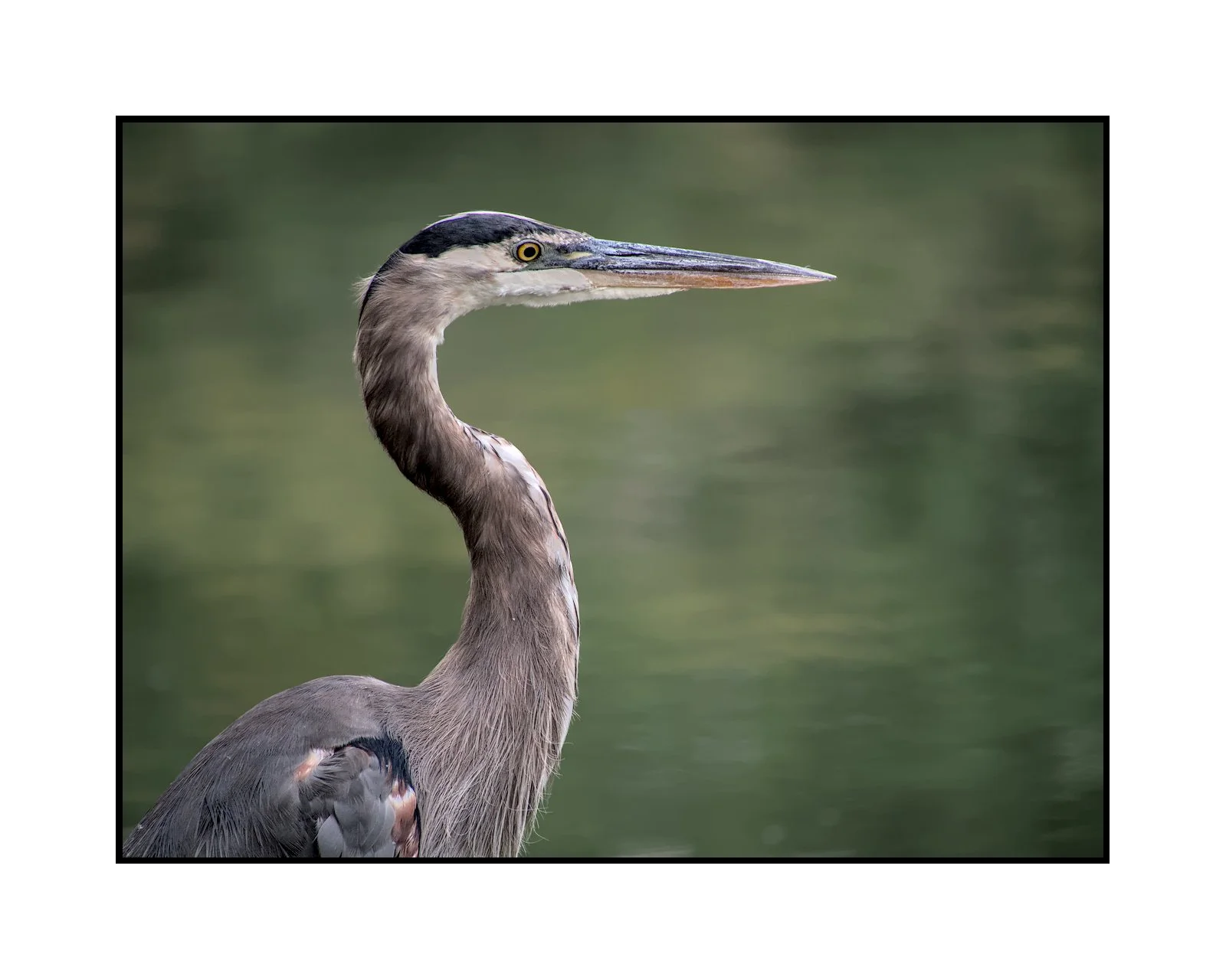 Great blue heron, Commonwealth Lake Park, August 2025.