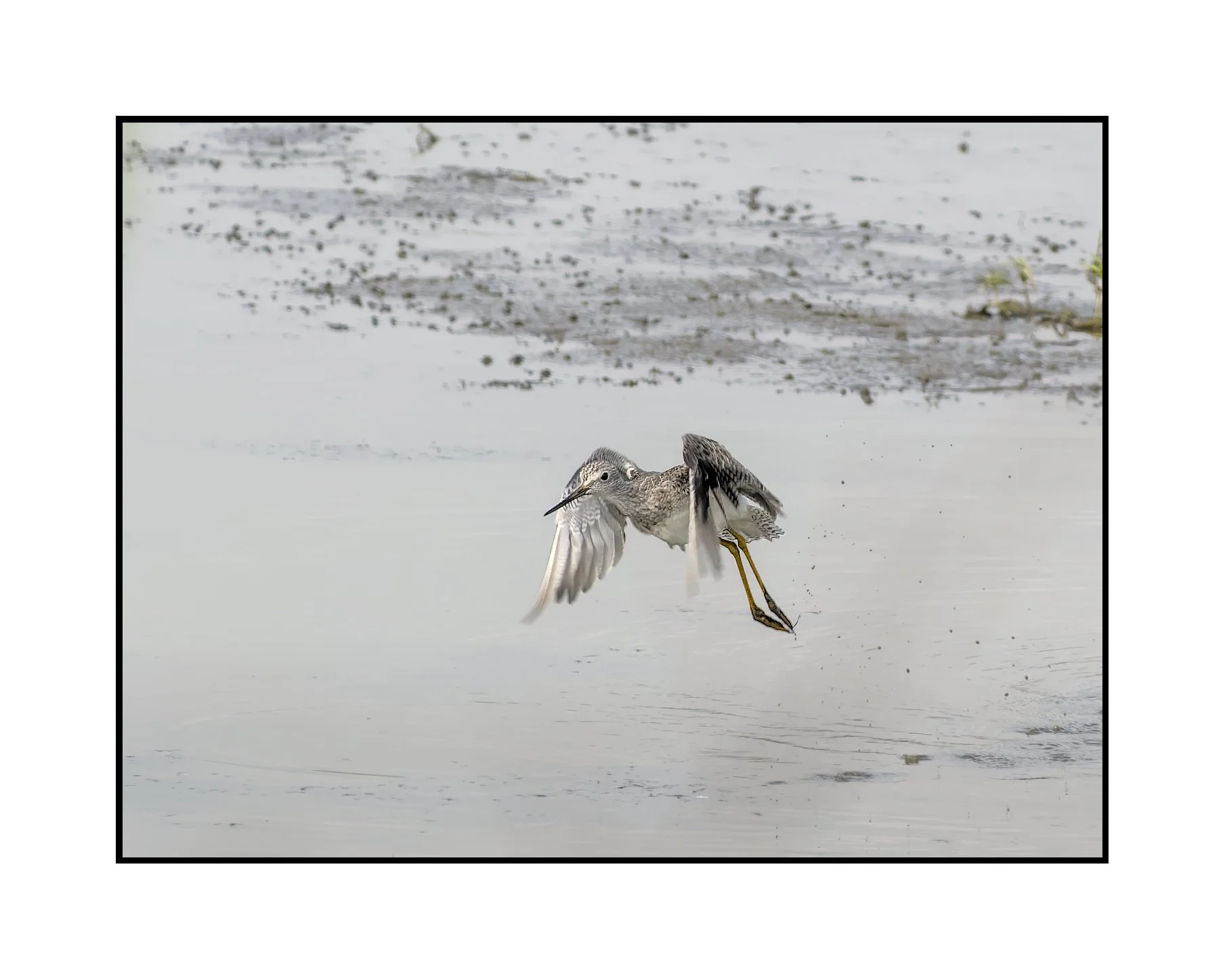 Lesser yellowlegs, Tualatin River National Wildlife Refuge, September 2025. 