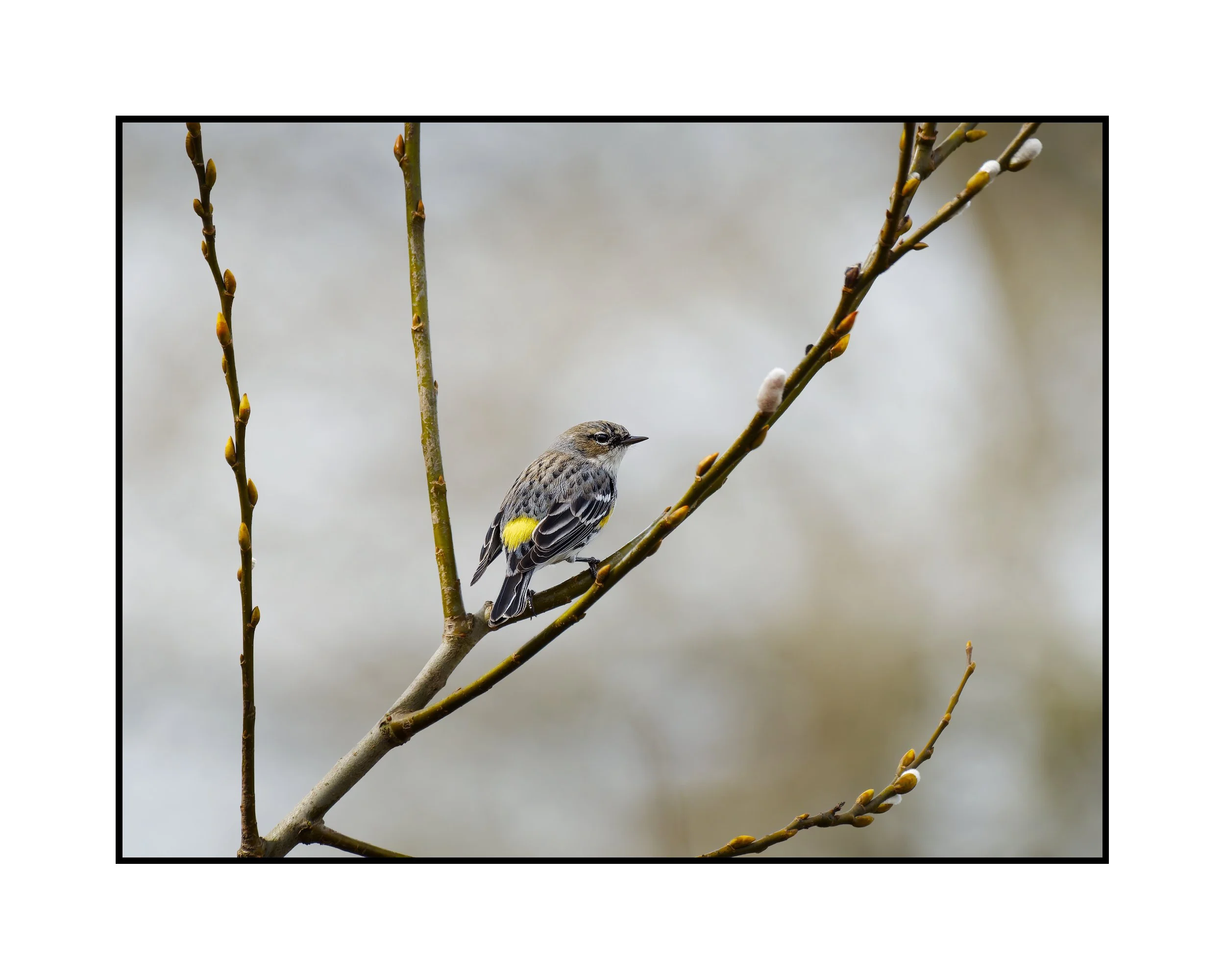 Female Myrtle Yellow-rumped Warbler, Commonwealth Lake Park, March 2026