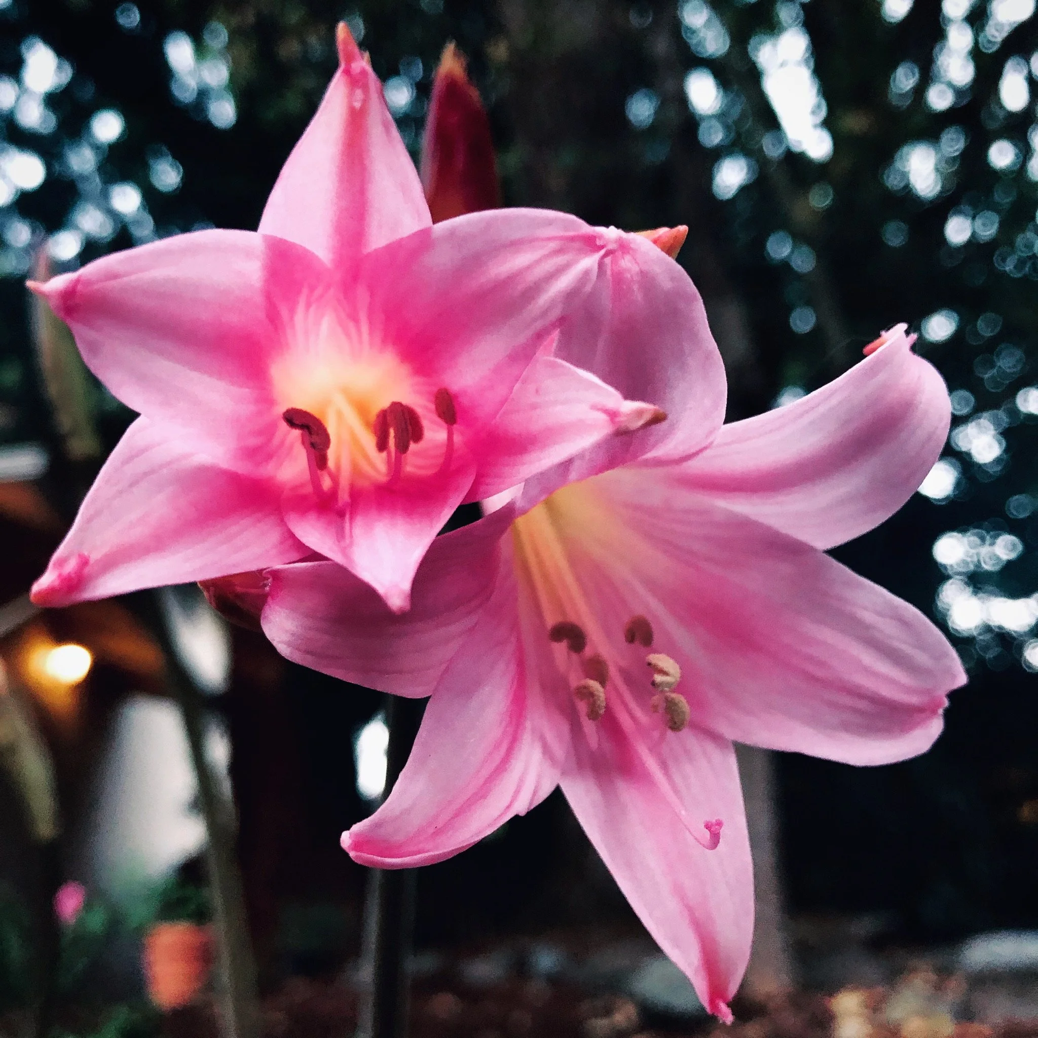Close-up of two pink lilies with dark green and blurred background.