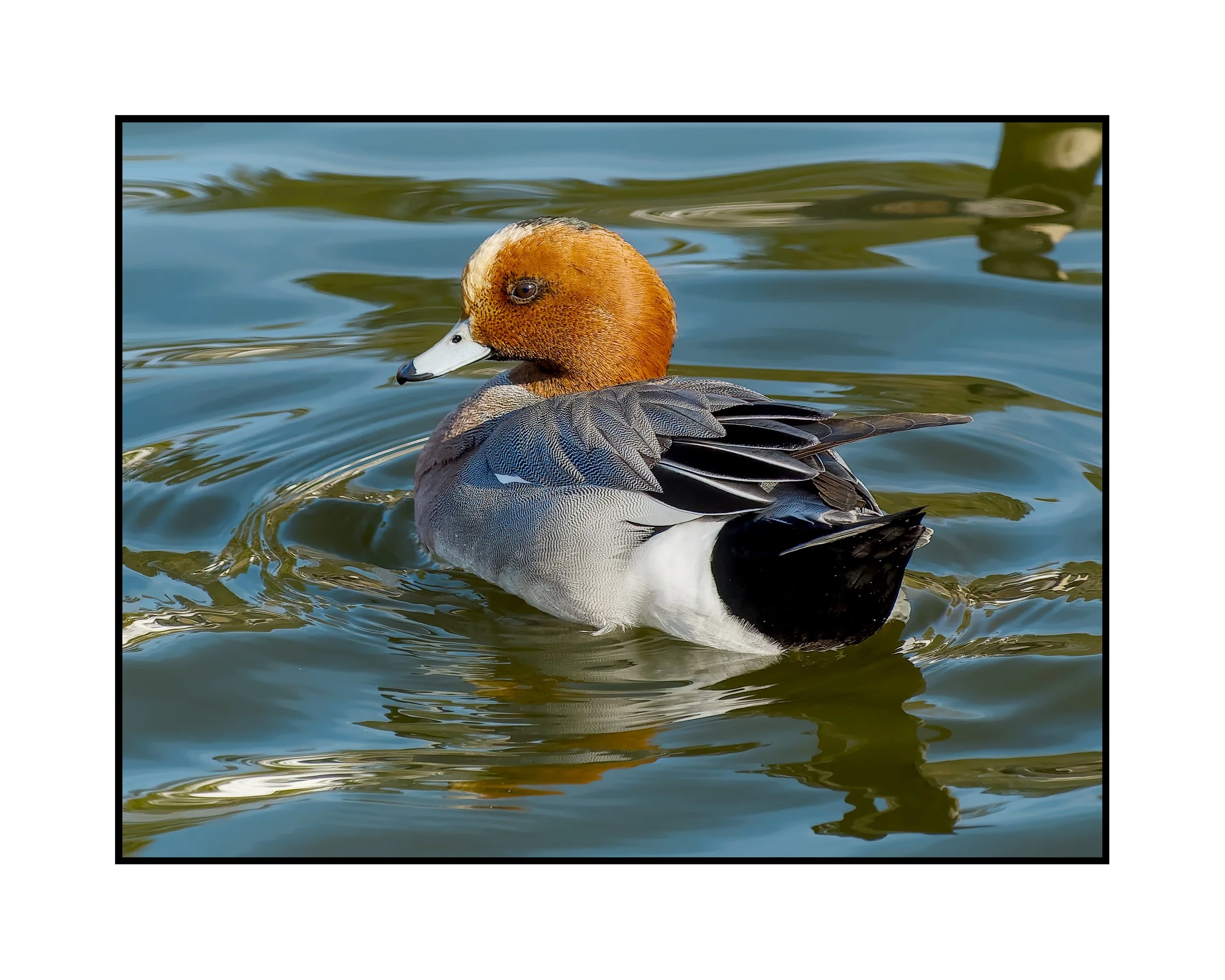 Eurasian, Amberglen Park, January 2025.