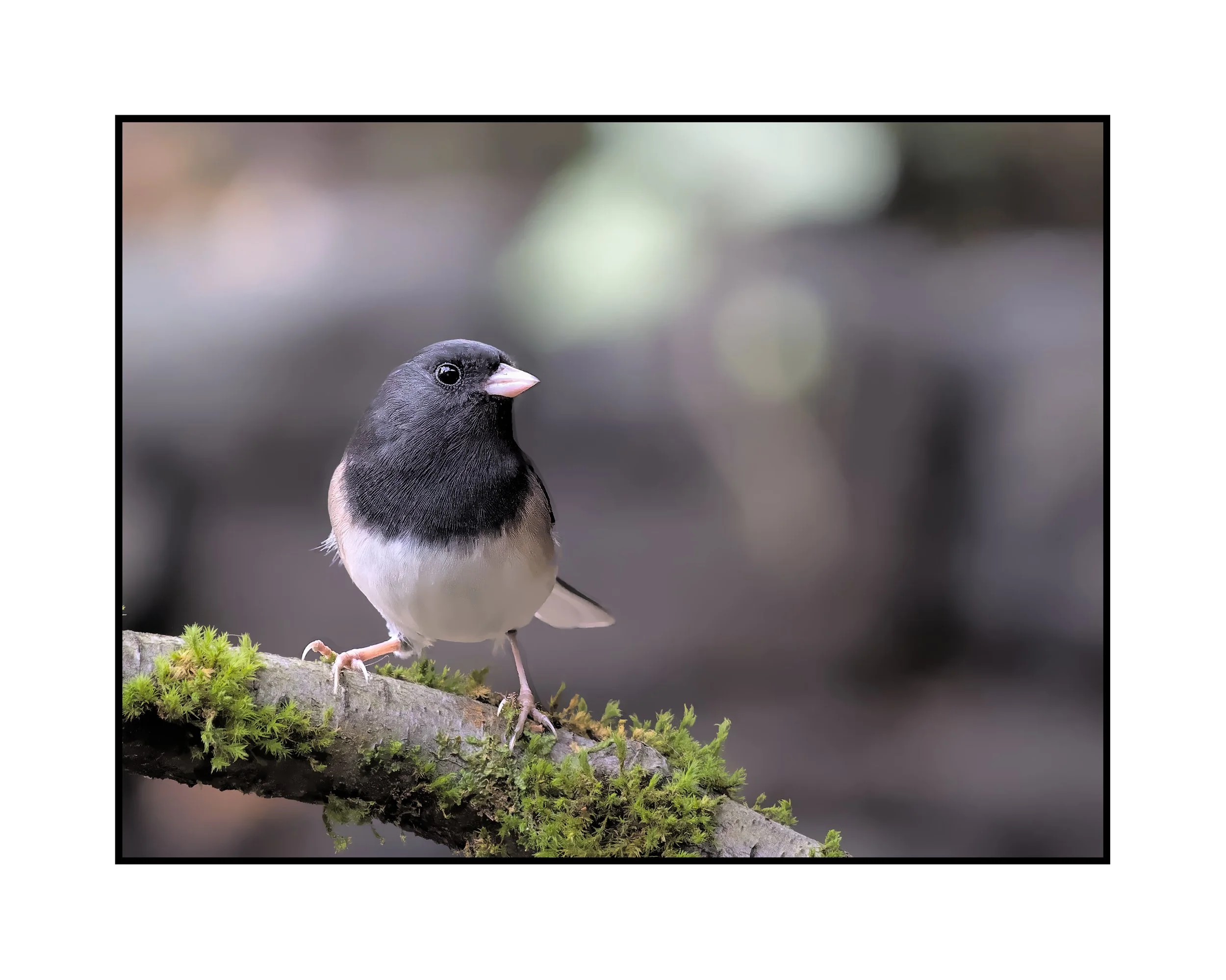 Dark-eyed junco, Beaverton, Oregon, November 2025.