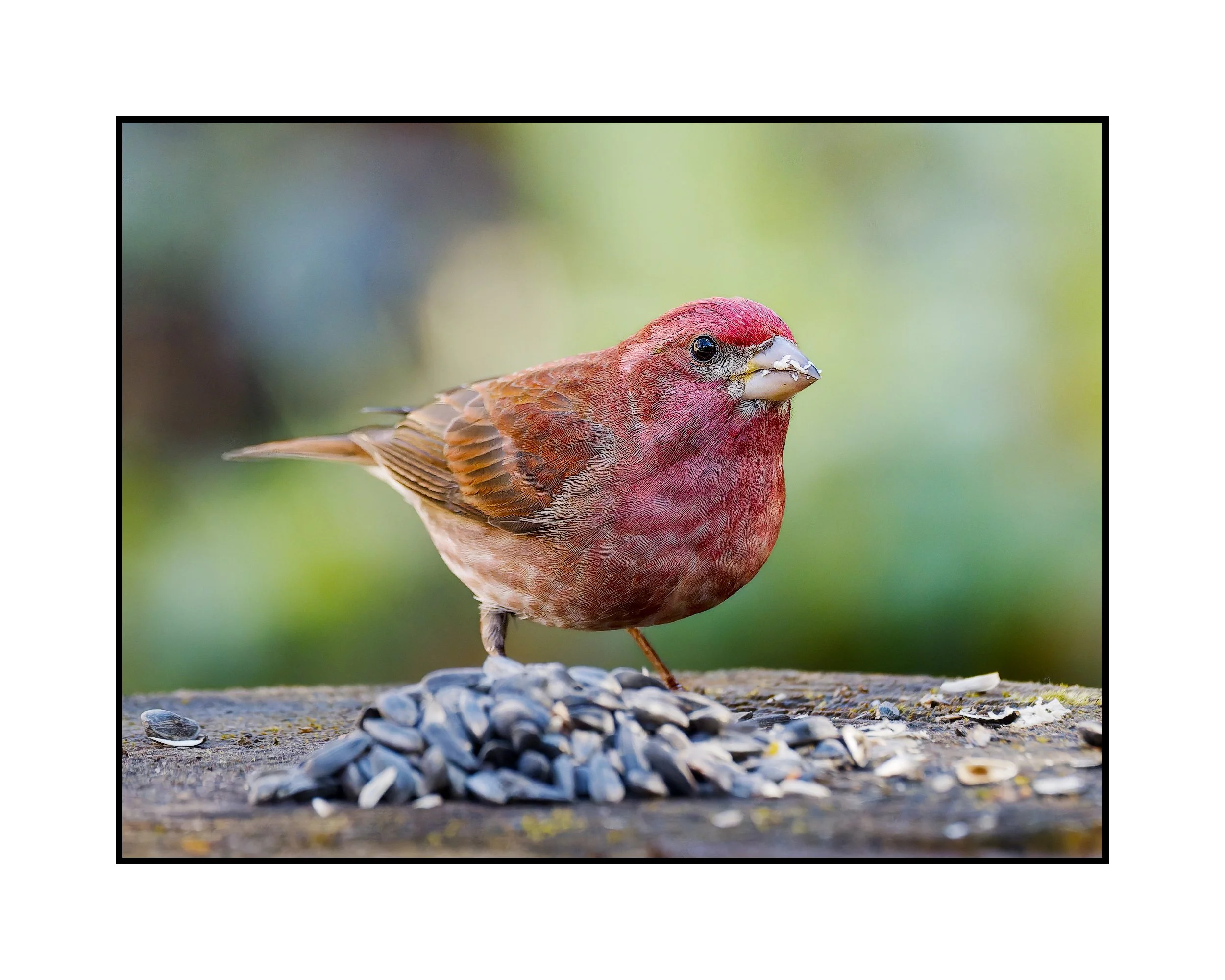 Purple finch, Beaverton, Oregon, March 2026