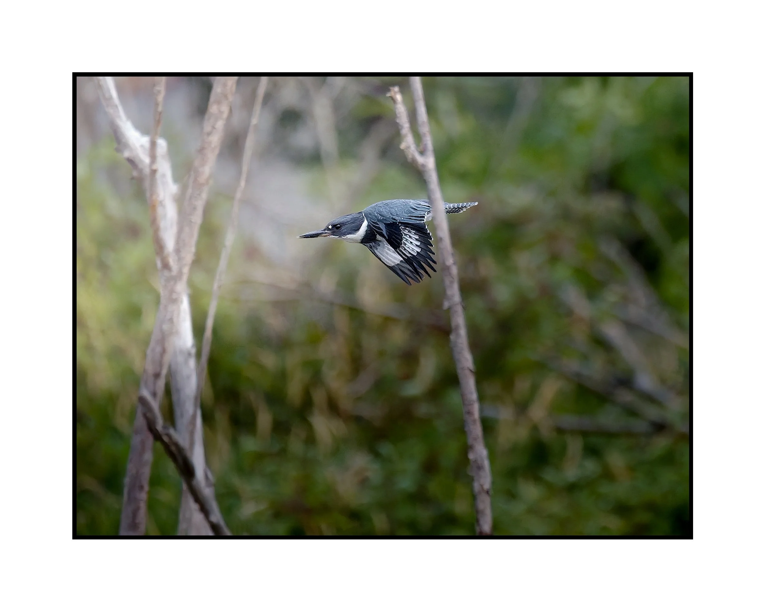 Belted kingfisher, Commonwealth Lake Park, July 2026.