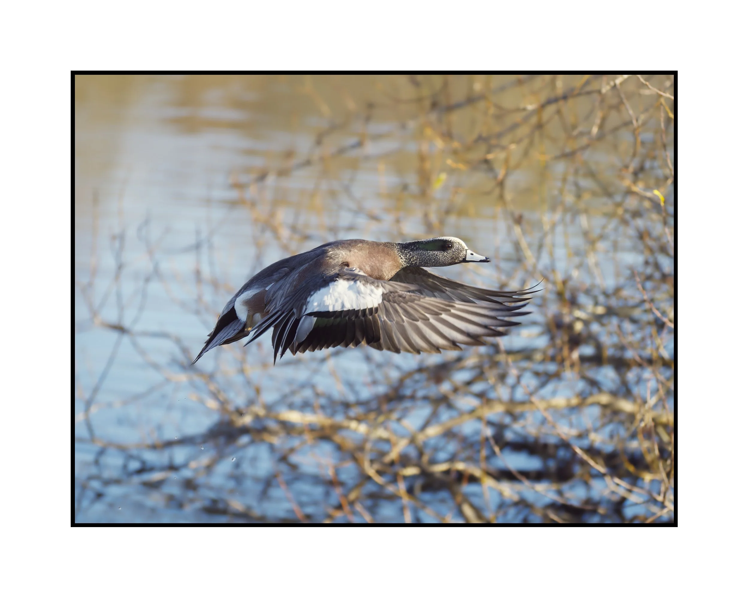 Male American widgeon flying over water, Commonwealth Lake Park, December 2025.