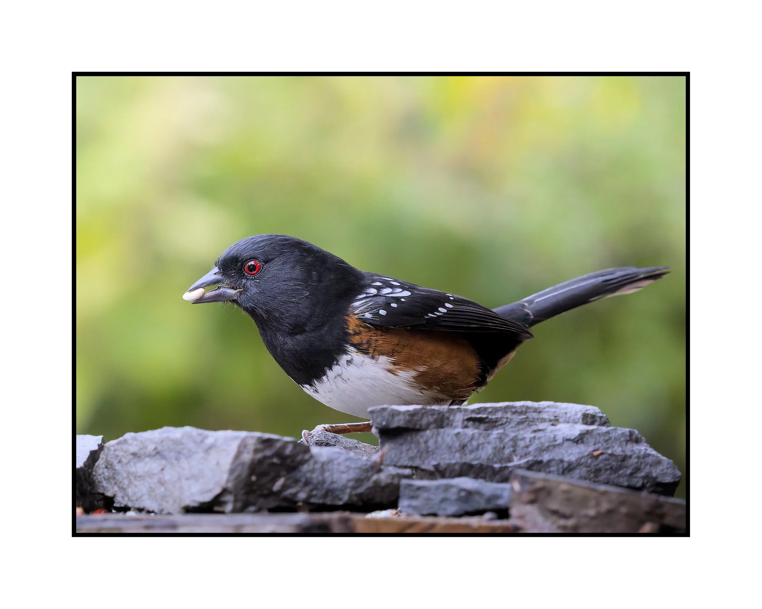Spotted towhee, Beaverton, Oregon, November 2025.