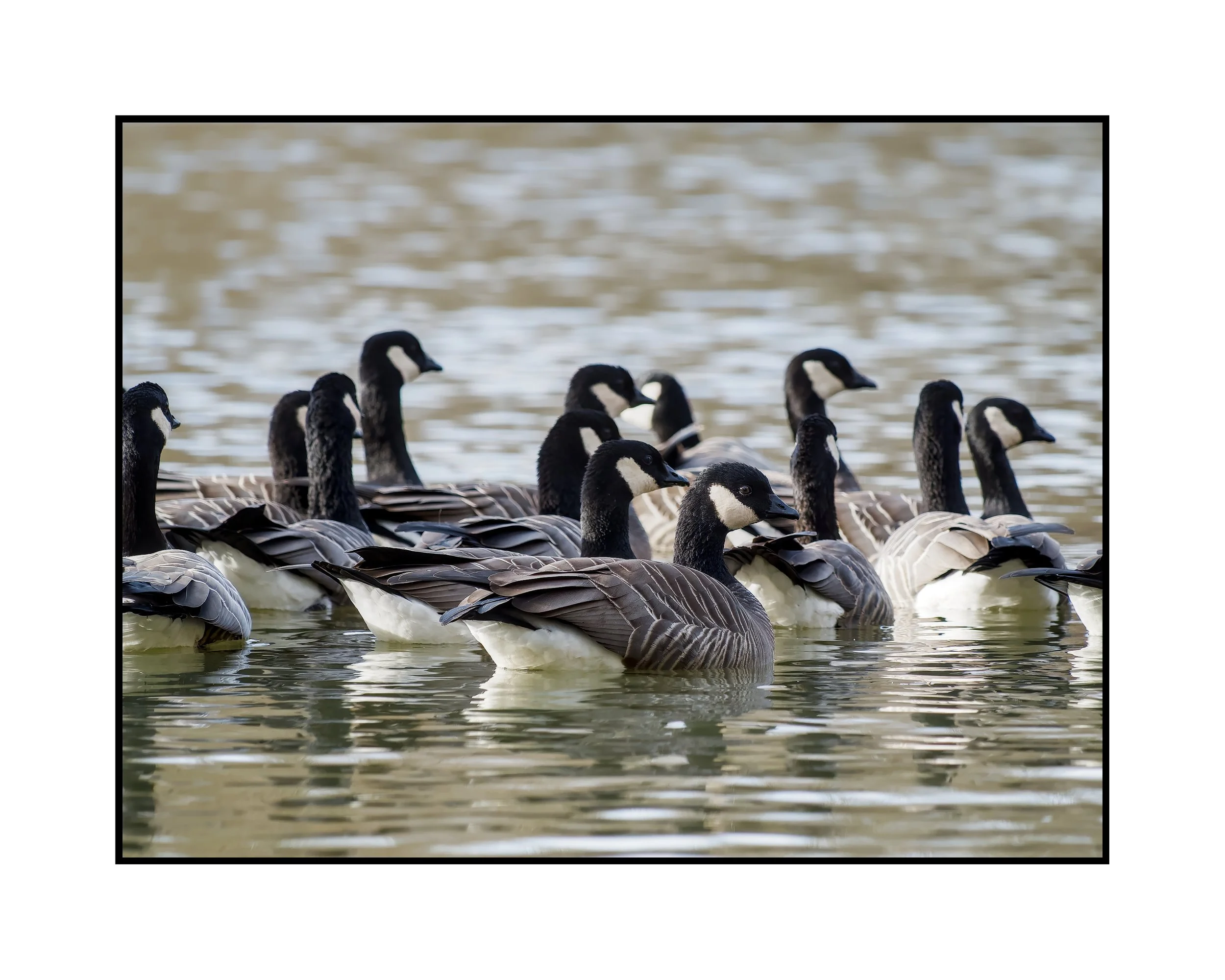 A flock of Canada geese, Commonwealth Lake Park, December 2025.