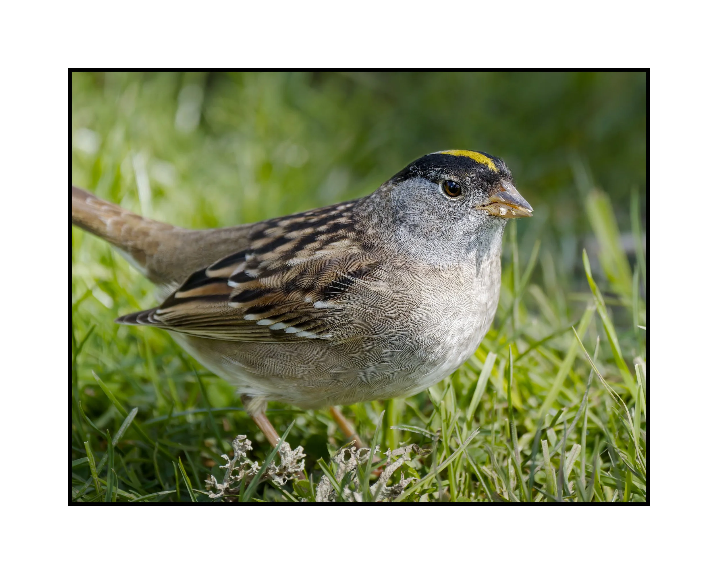 Gold-crowned sparrow, Commonwealth Lake Park, April 2026.