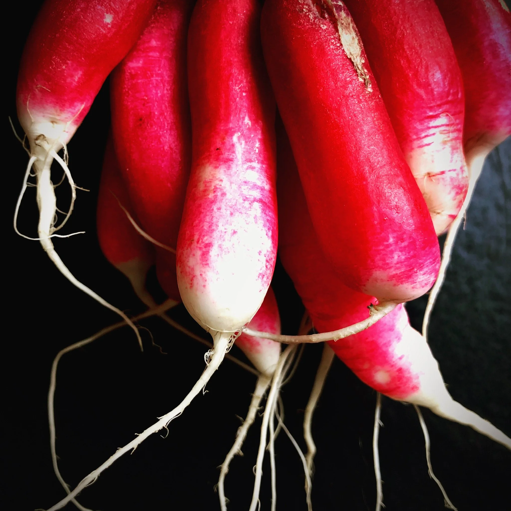 Close-up of a bunch of pink radishes with white tips and roots on a black background.