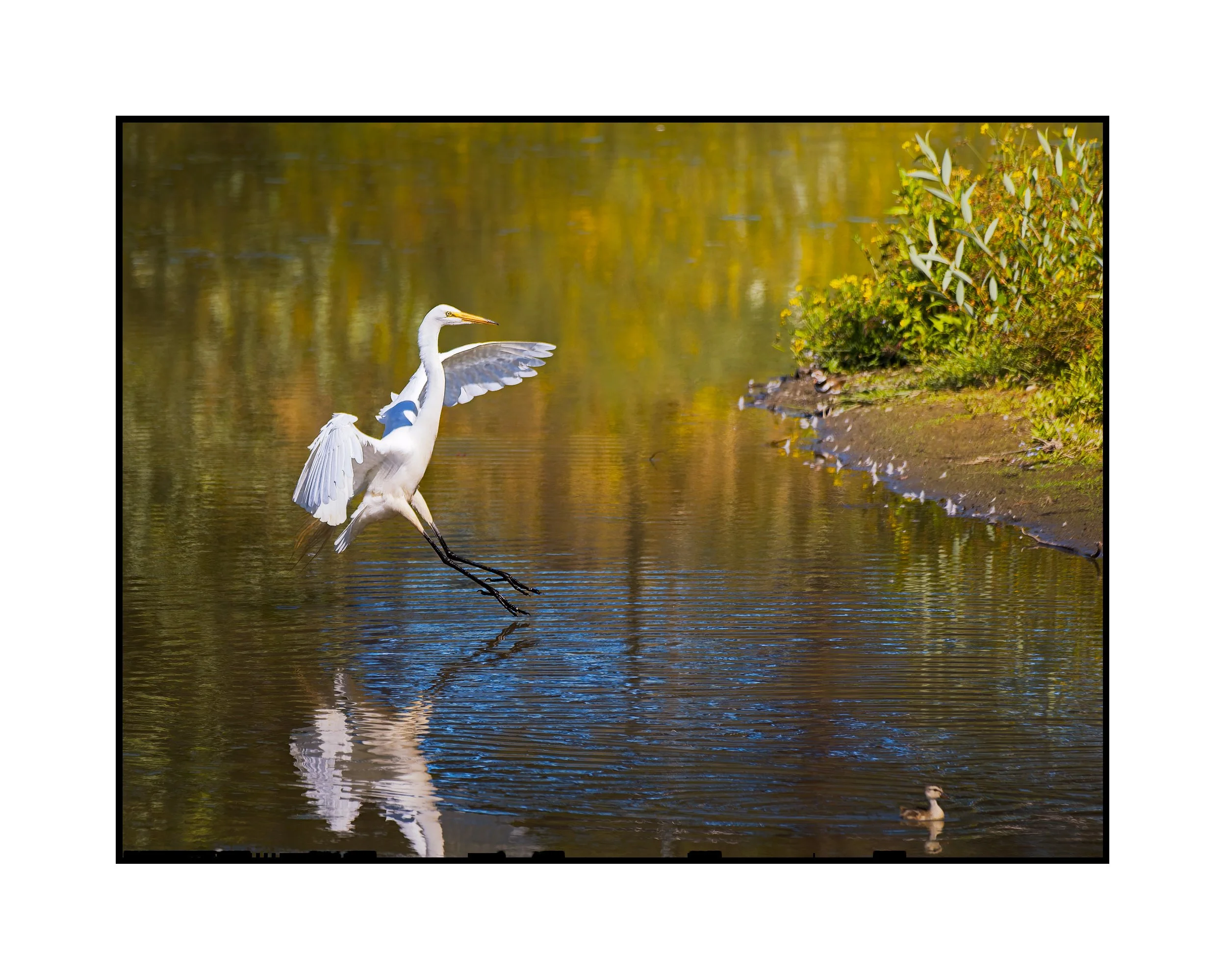 Great Egret, Beaverton, August 2026.