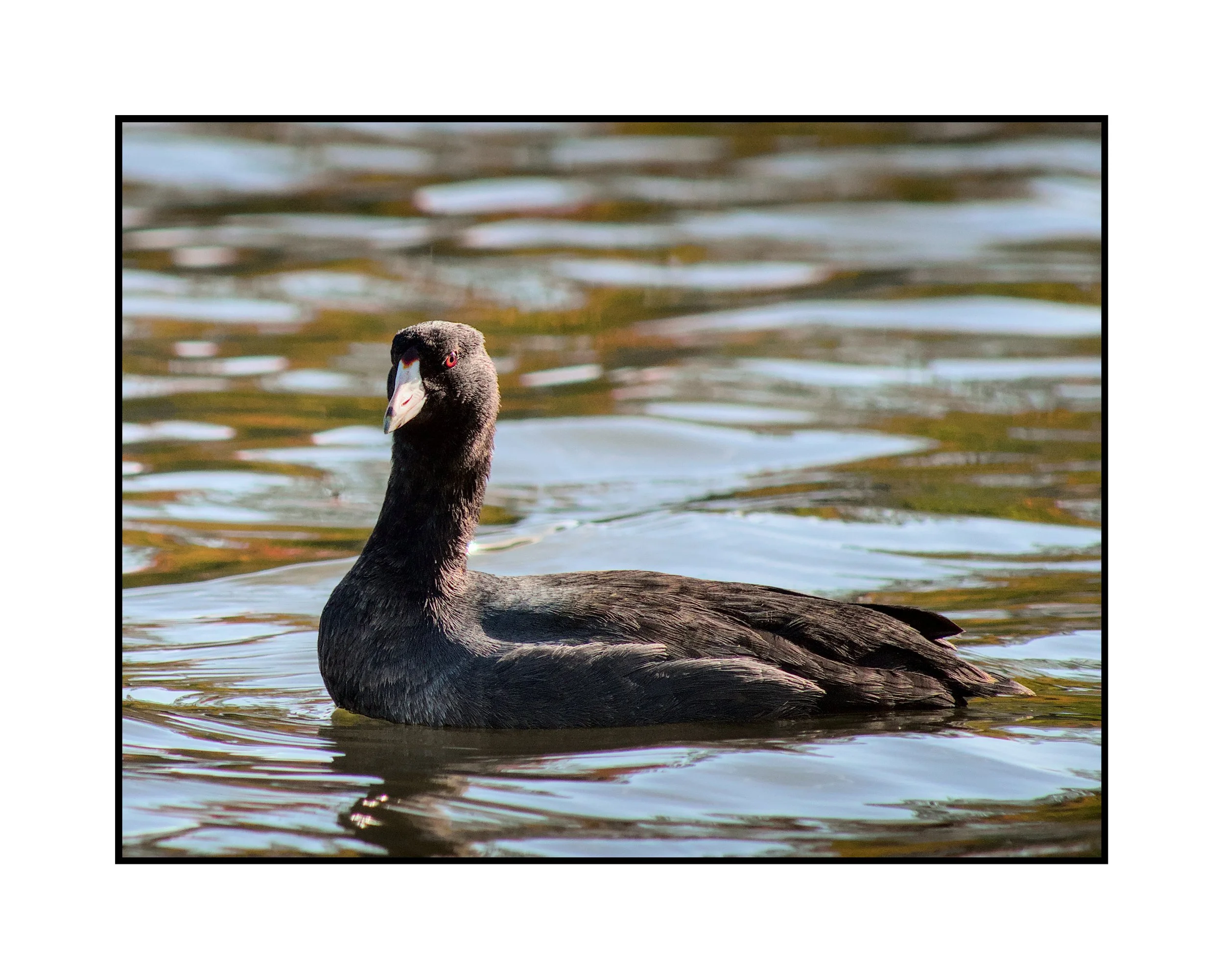 American coot, Commonwealth Lake Park, October 2025.