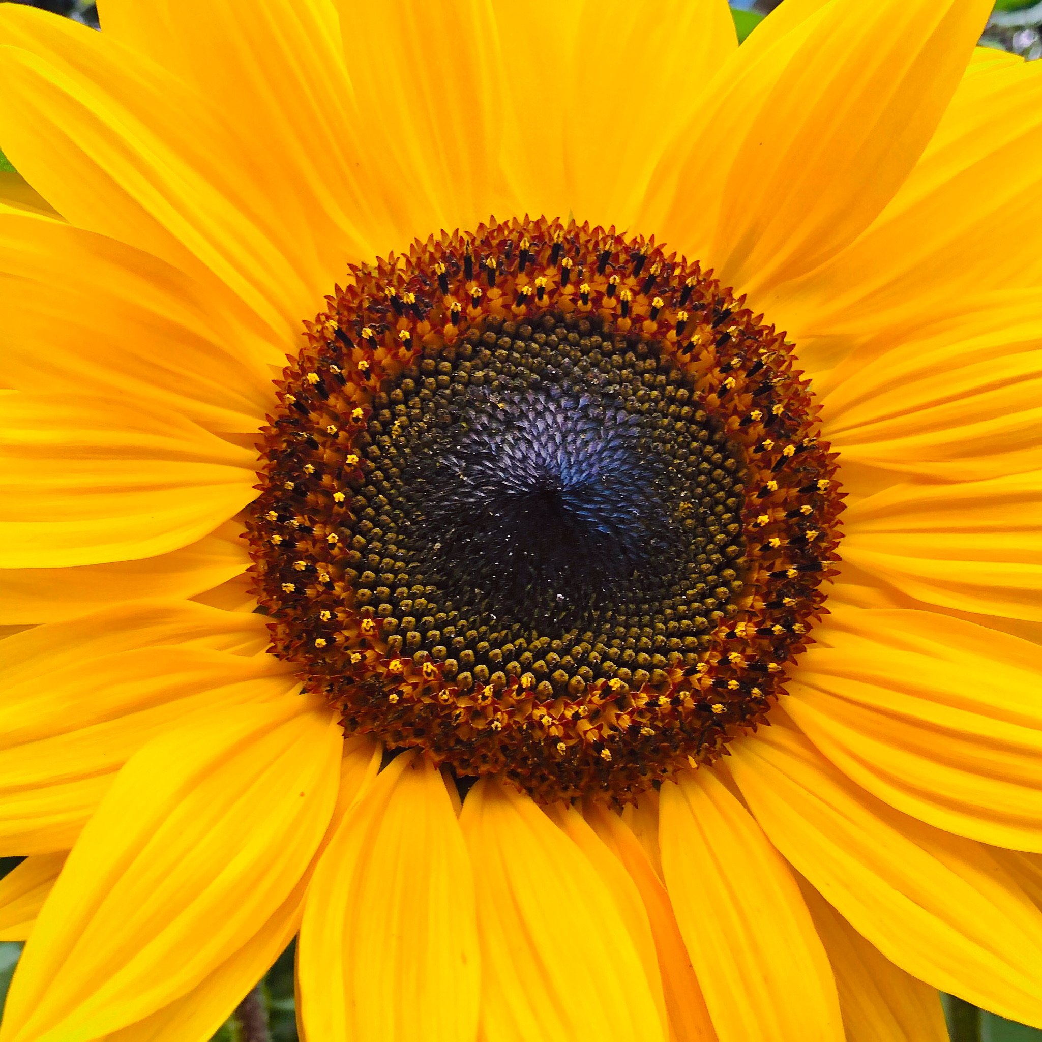 Close-up image of a sunflower with bright yellow petals and a dark central disk.