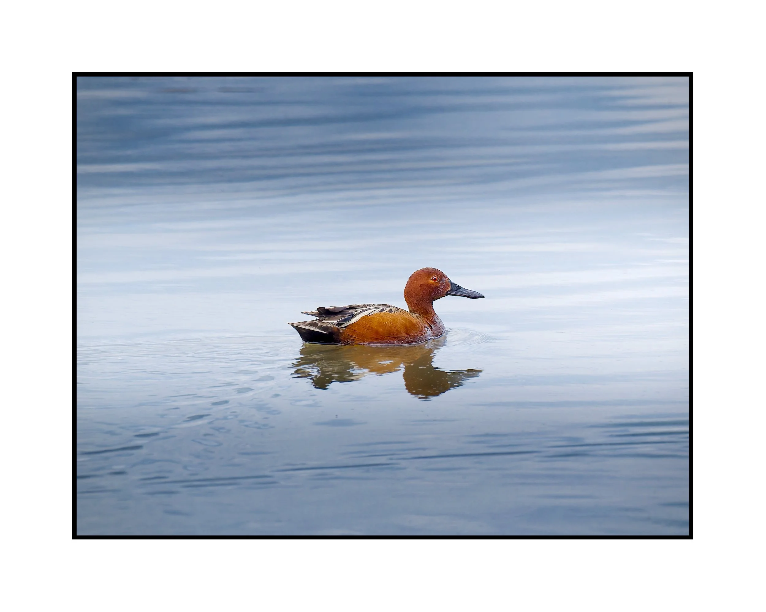Cinnamon teal, Tualatin River National Wildlife Refuge, May 2026.