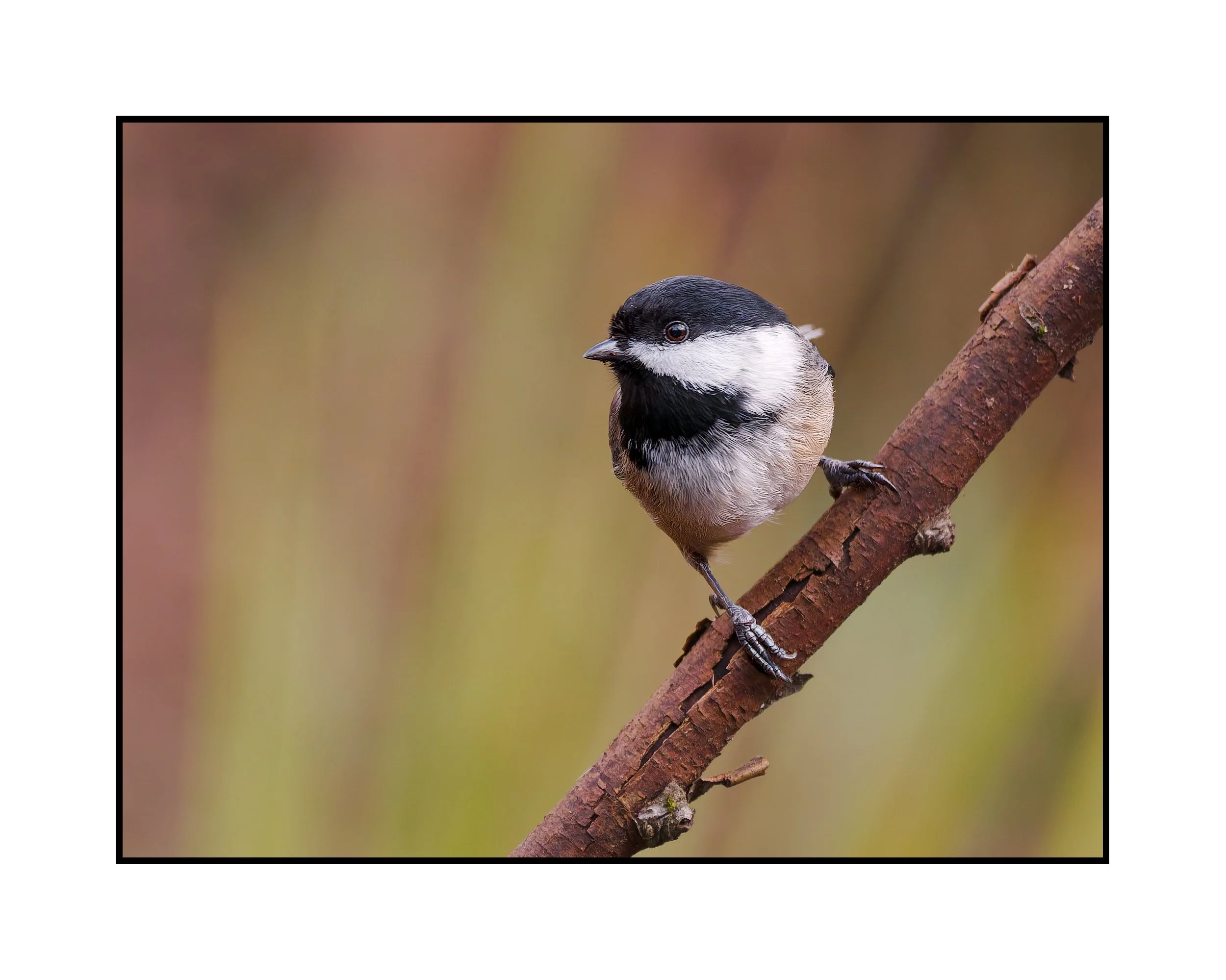 Black-capped chickadee, Beaverton, Oregon, March 2026.
