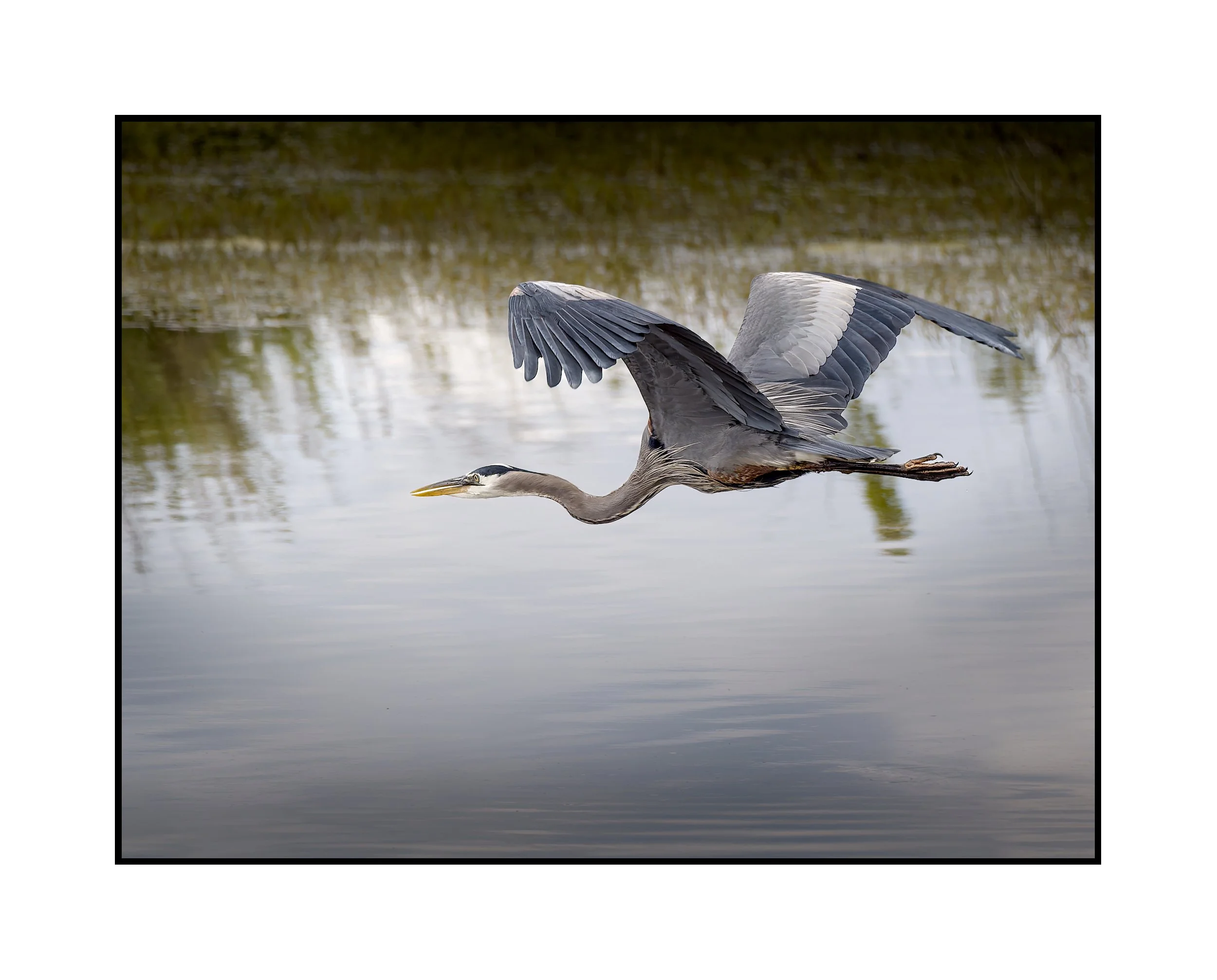 Great blue heron, Tualatin River National Wildlife Refuge, May 2026.