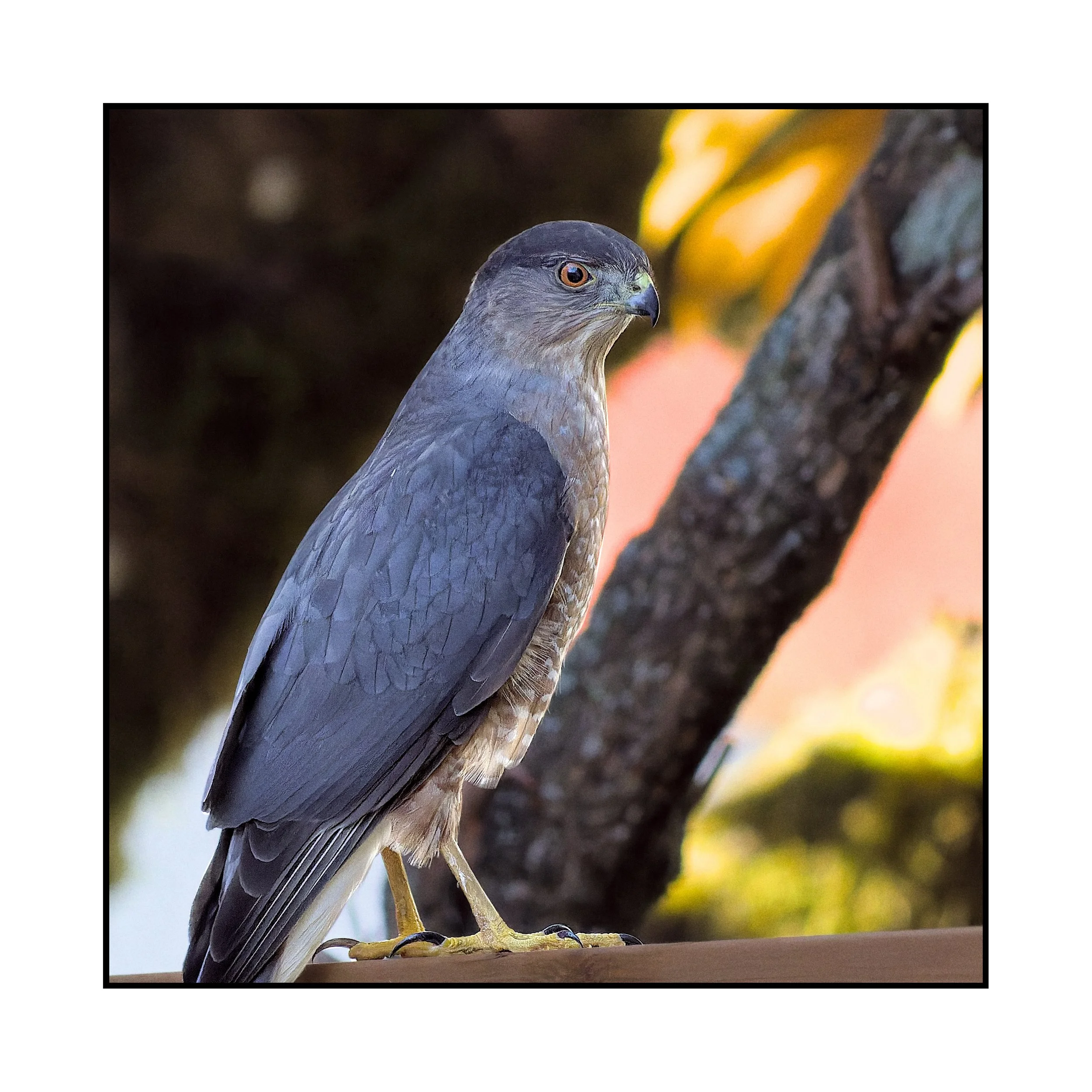 Cooper's Hawk, Beaverton, Oregon, November 2025.