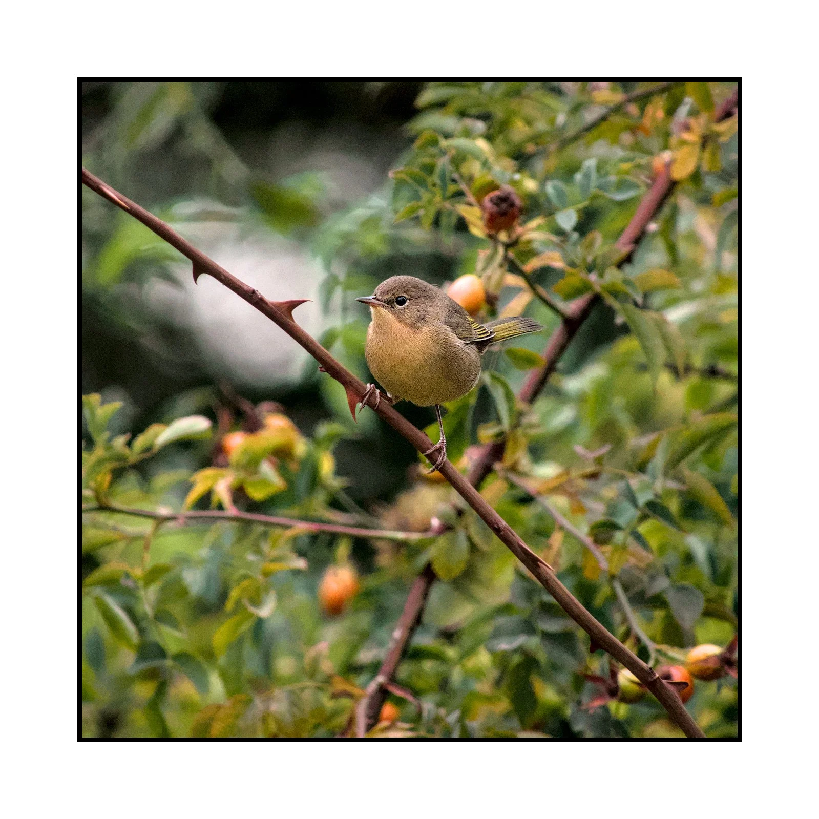 Female common yellowthroat, Jackson Bottom Wetlands, August 2025.