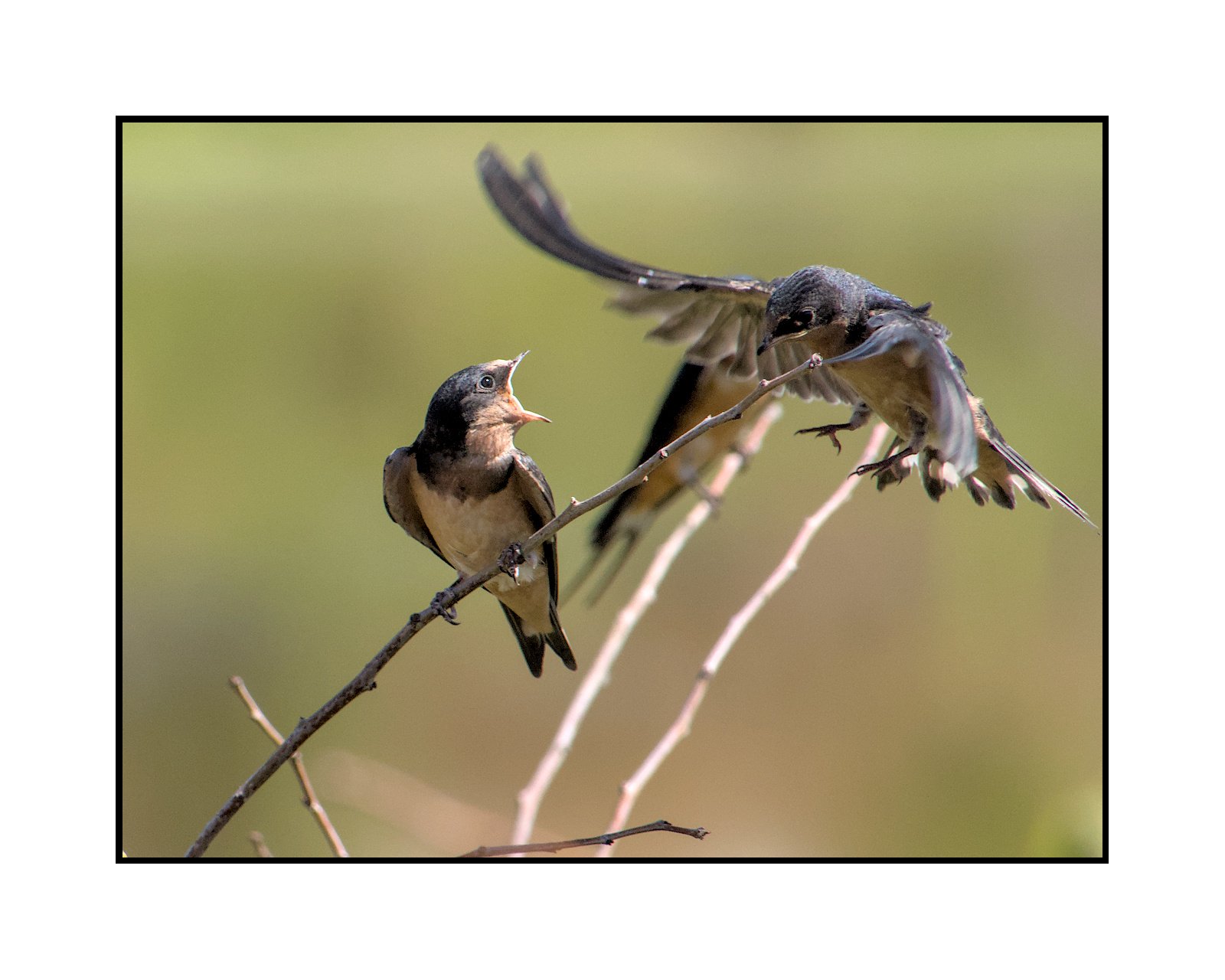 A pair of barn swallows, Beaverton, July 2025.
